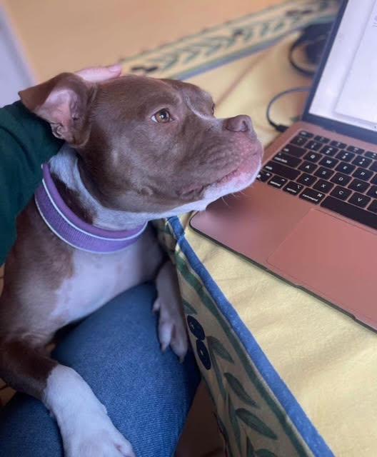 Enlarge Canelo, a ADOPTABLE Pit Bull Terrier in Studio City, CA image 3/3
