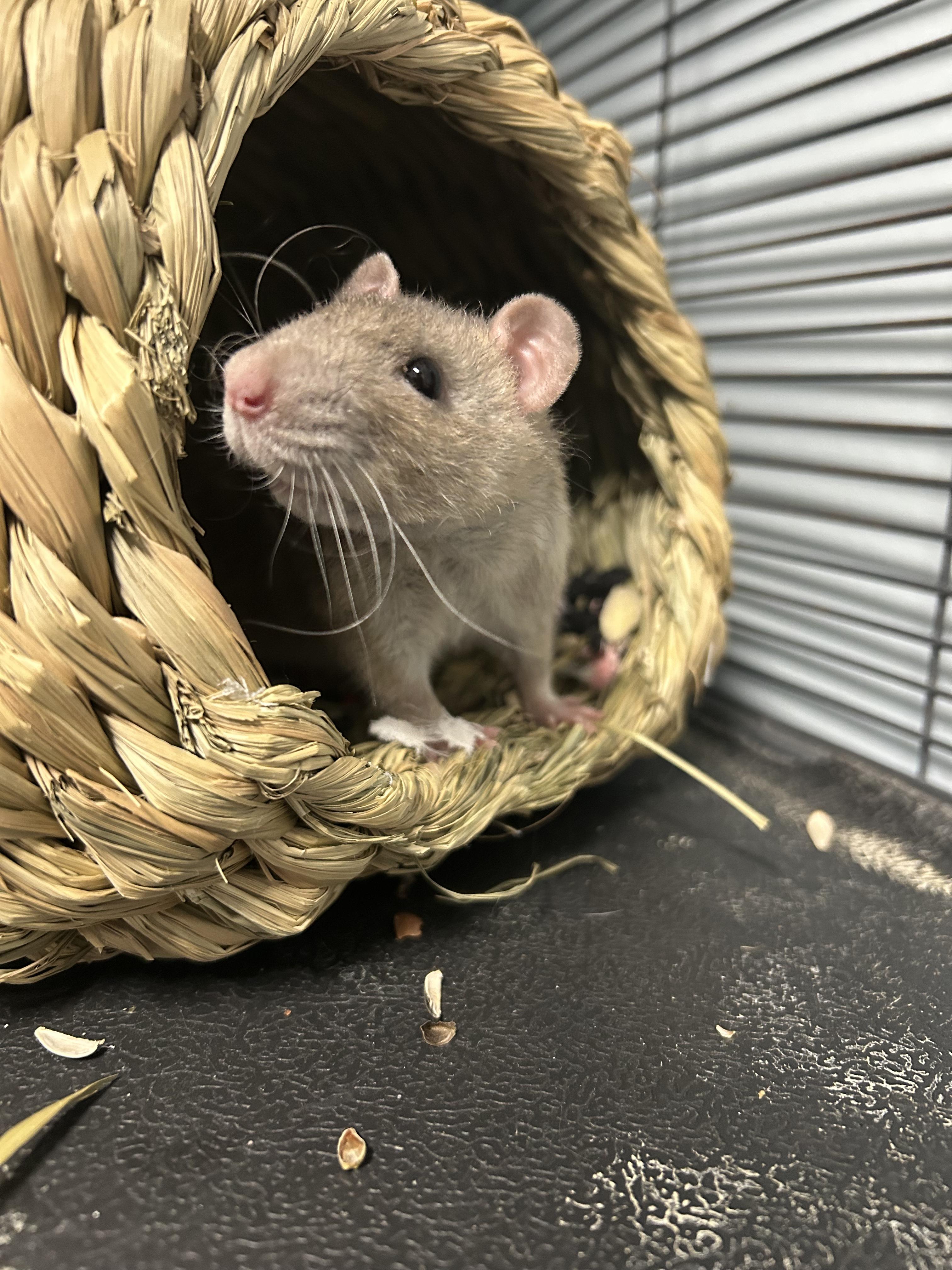 Pandora & Persephone, adoptable, Adult Female Rat.