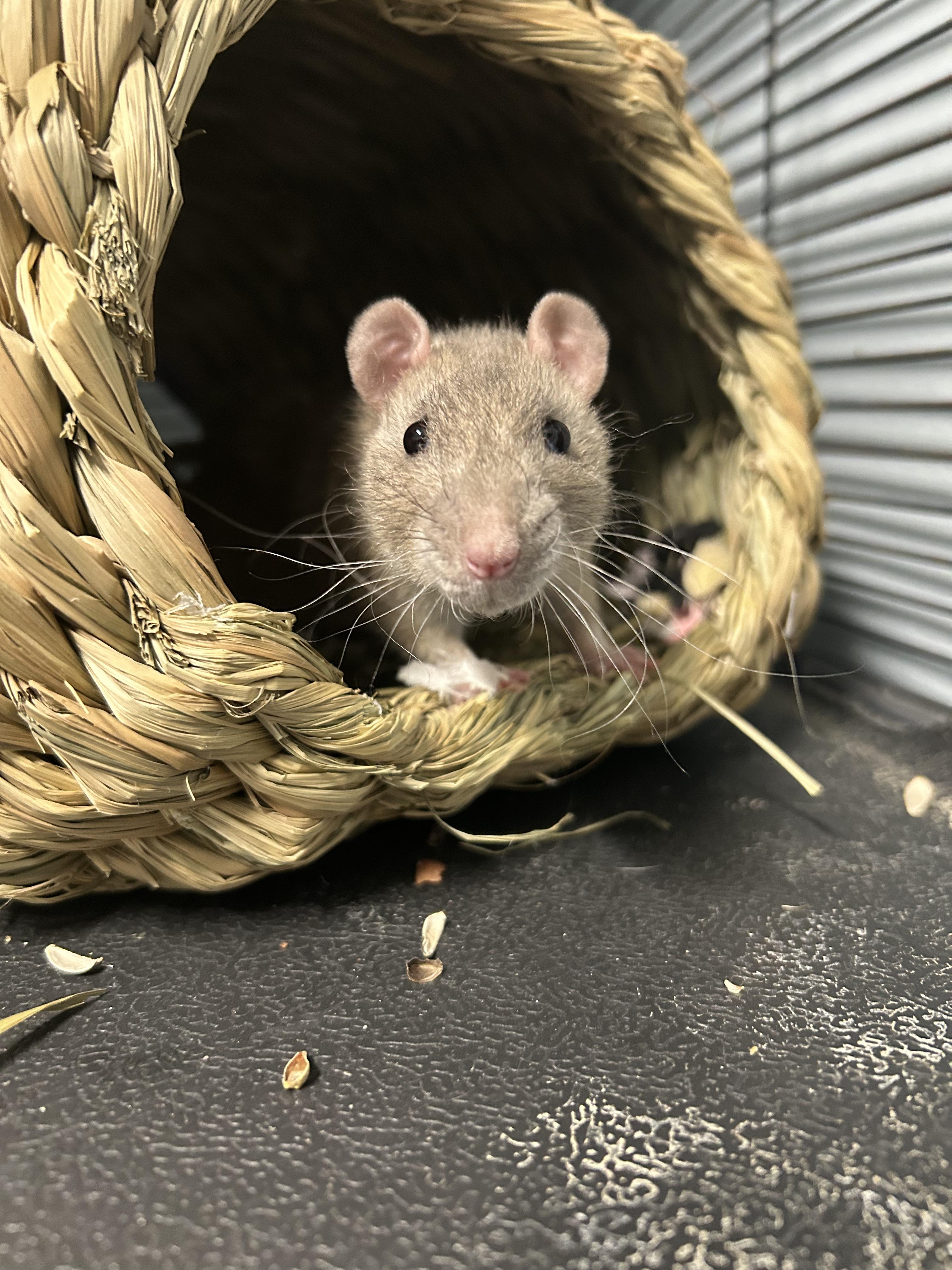 Enlarge Pandora & Persephone, an adoptable Rat in Edgewood, MD image 2/6