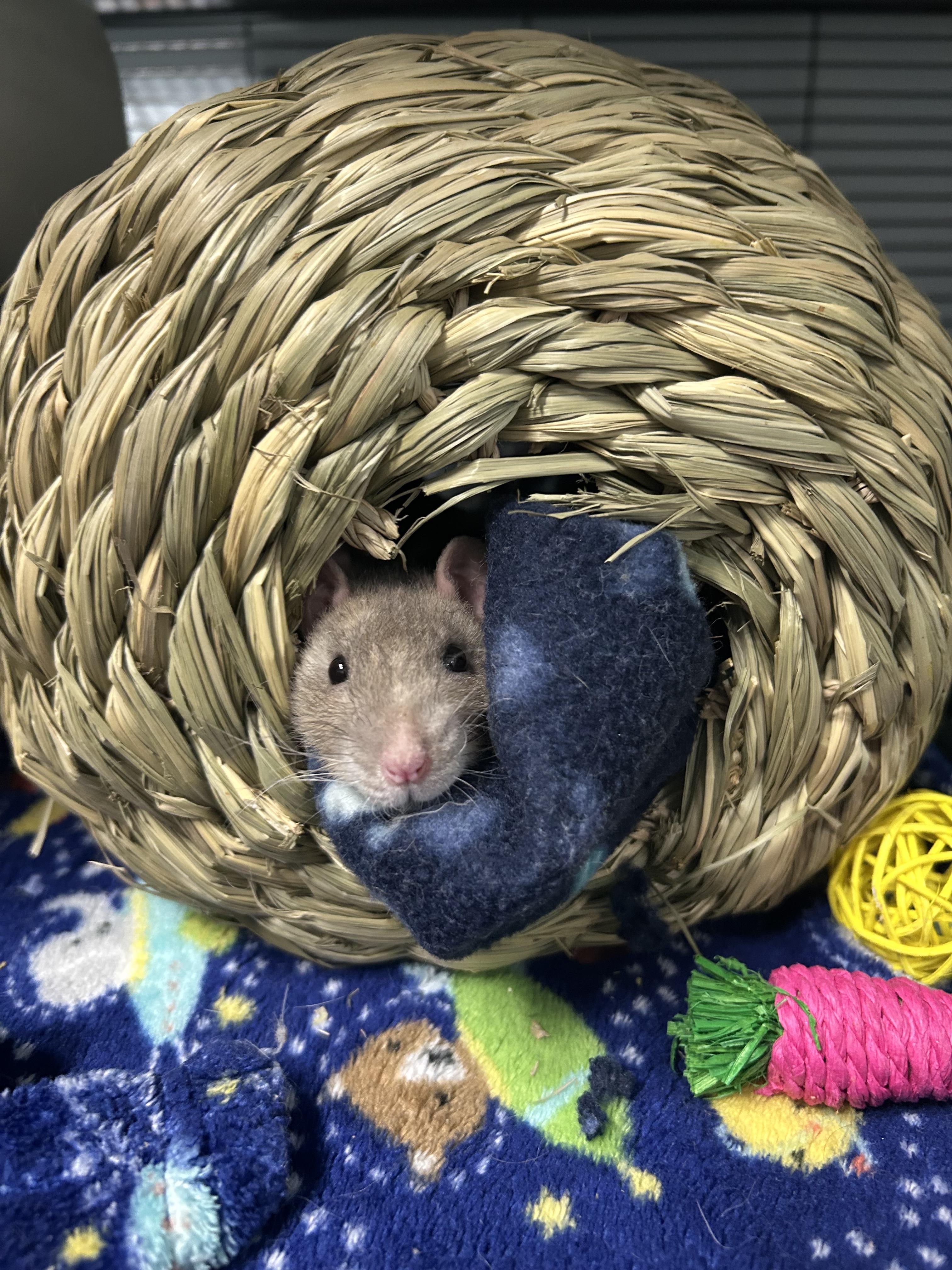 Enlarge Pandora & Persephone, an adoptable Rat in Edgewood, MD image 3/6