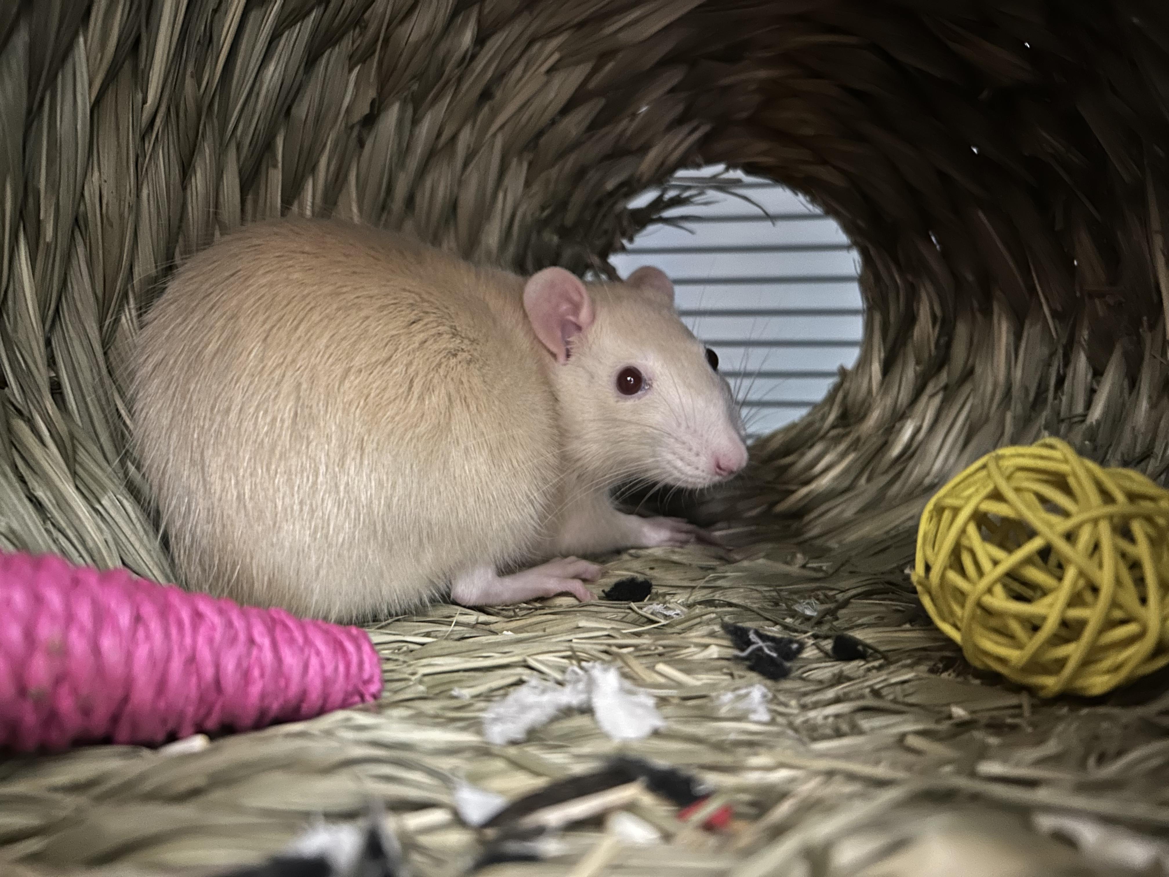 Enlarge Pandora & Persephone, an adoptable Rat in Edgewood, MD image 4/6