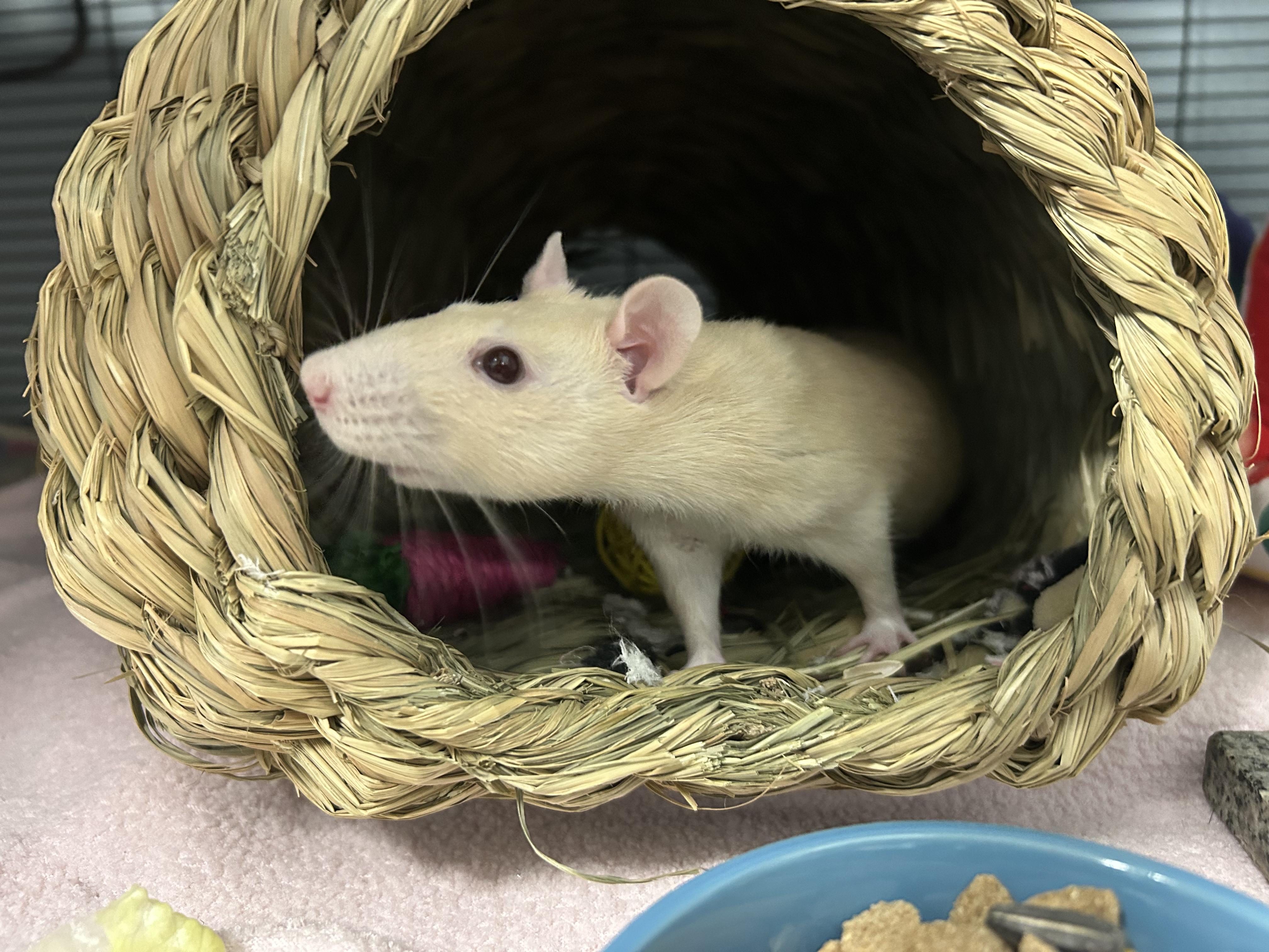 Enlarge Pandora & Persephone, an adoptable Rat in Edgewood, MD image 5/6