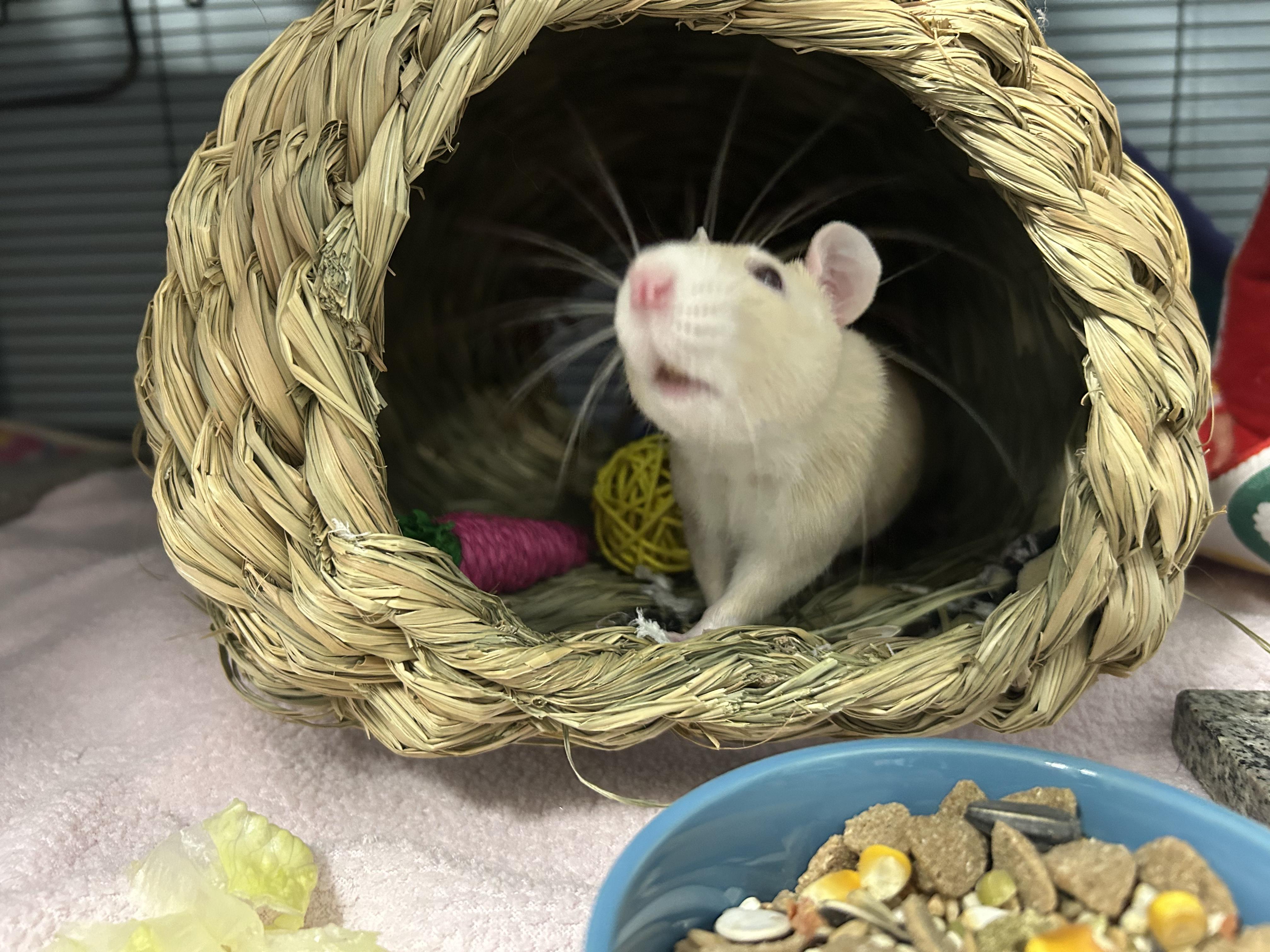Enlarge Pandora & Persephone, an adoptable Rat in Edgewood, MD image 6/6