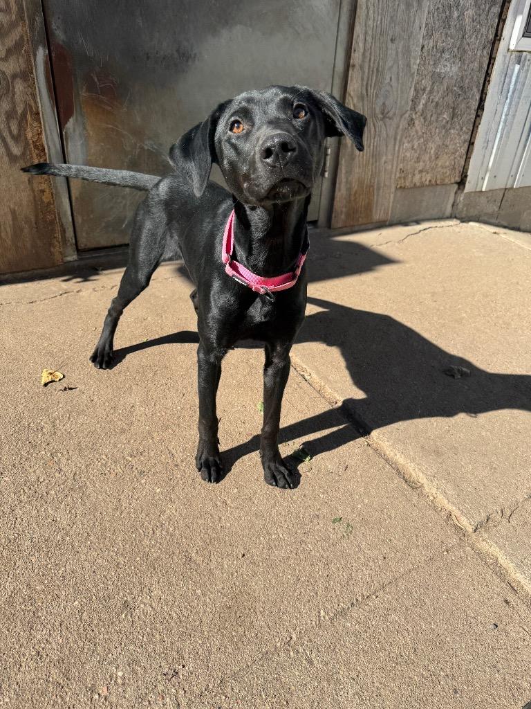 Enlarge Roy, a Adopted Labrador Retriever in Hastings, NE image 1/1