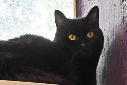 Enlarge Addison, a Adoptable mixed breed in Scotia, NY image 2/3