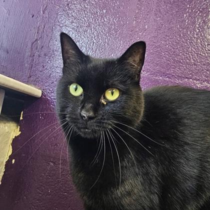 Enlarge Addison, a Adoptable mixed breed in Scotia, NY image 3/3