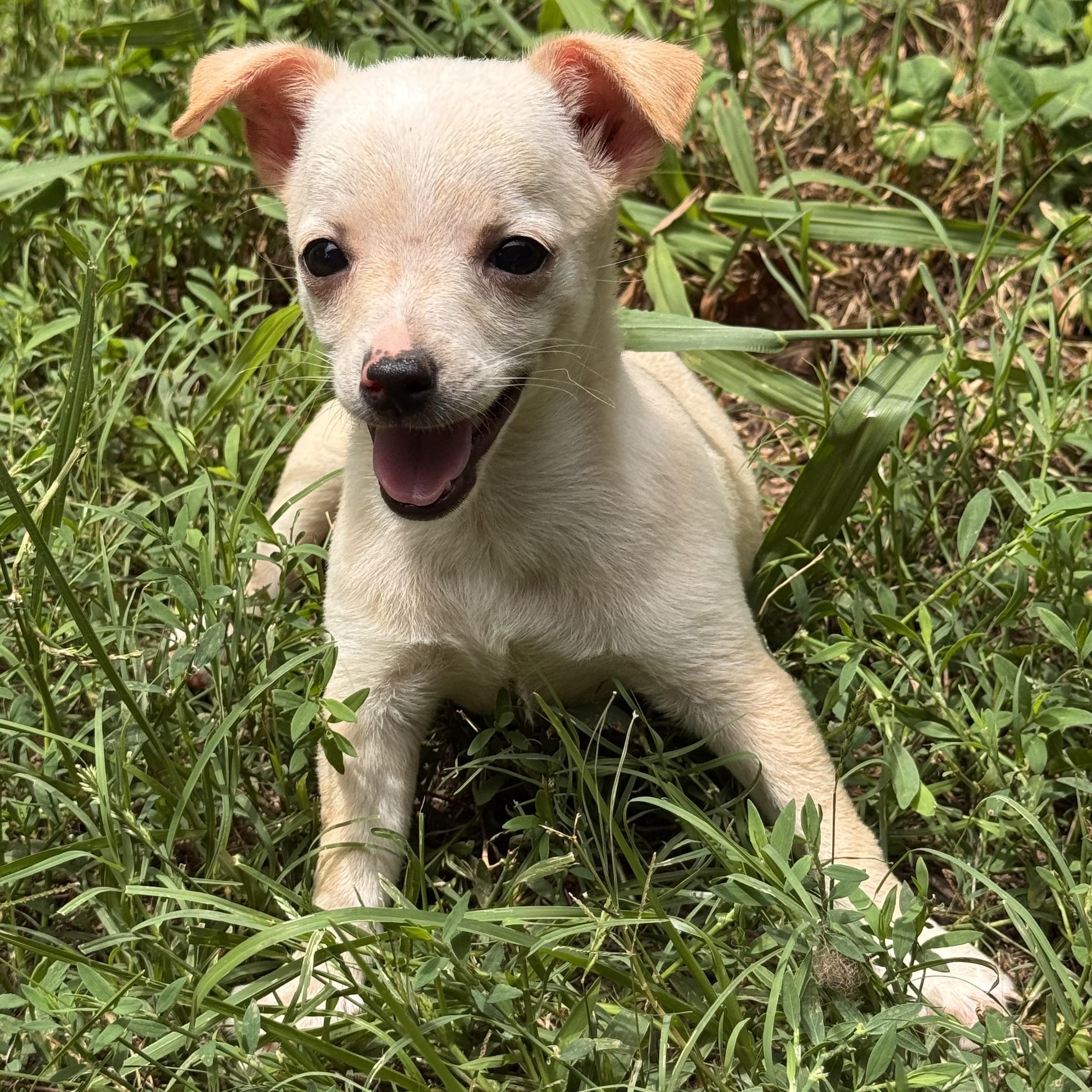 Coconut, Adoptable, Puppy Female Chihuahua.