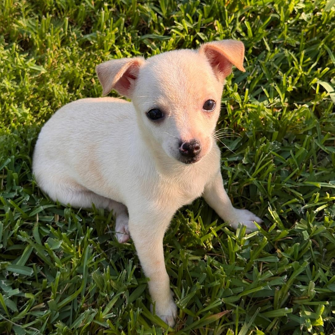 Coconut, a Adoptable Chihuahua in Anderson, SC image 2/2