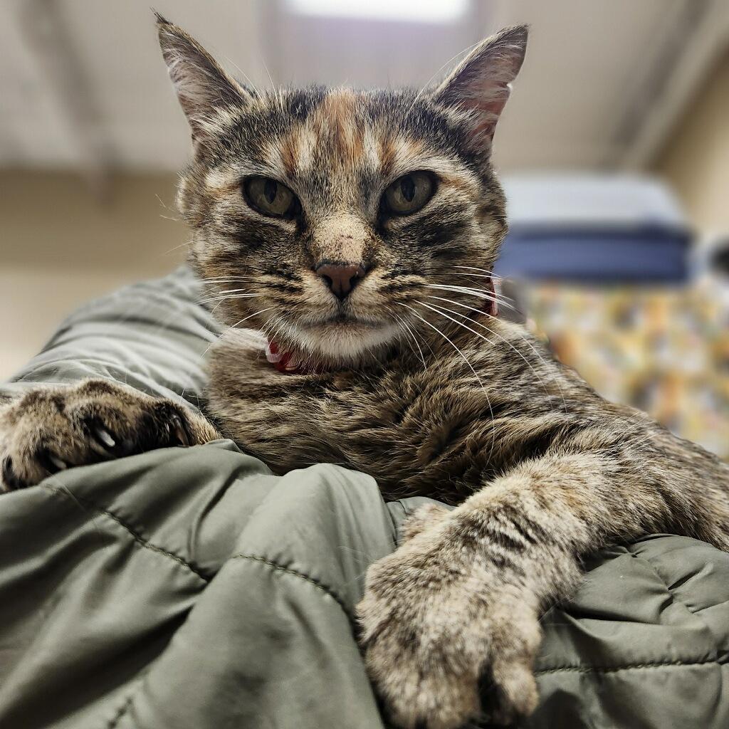 Enlarge Holly, a ADOPTABLE Domestic Short Hair in Highland, IN image 1/1