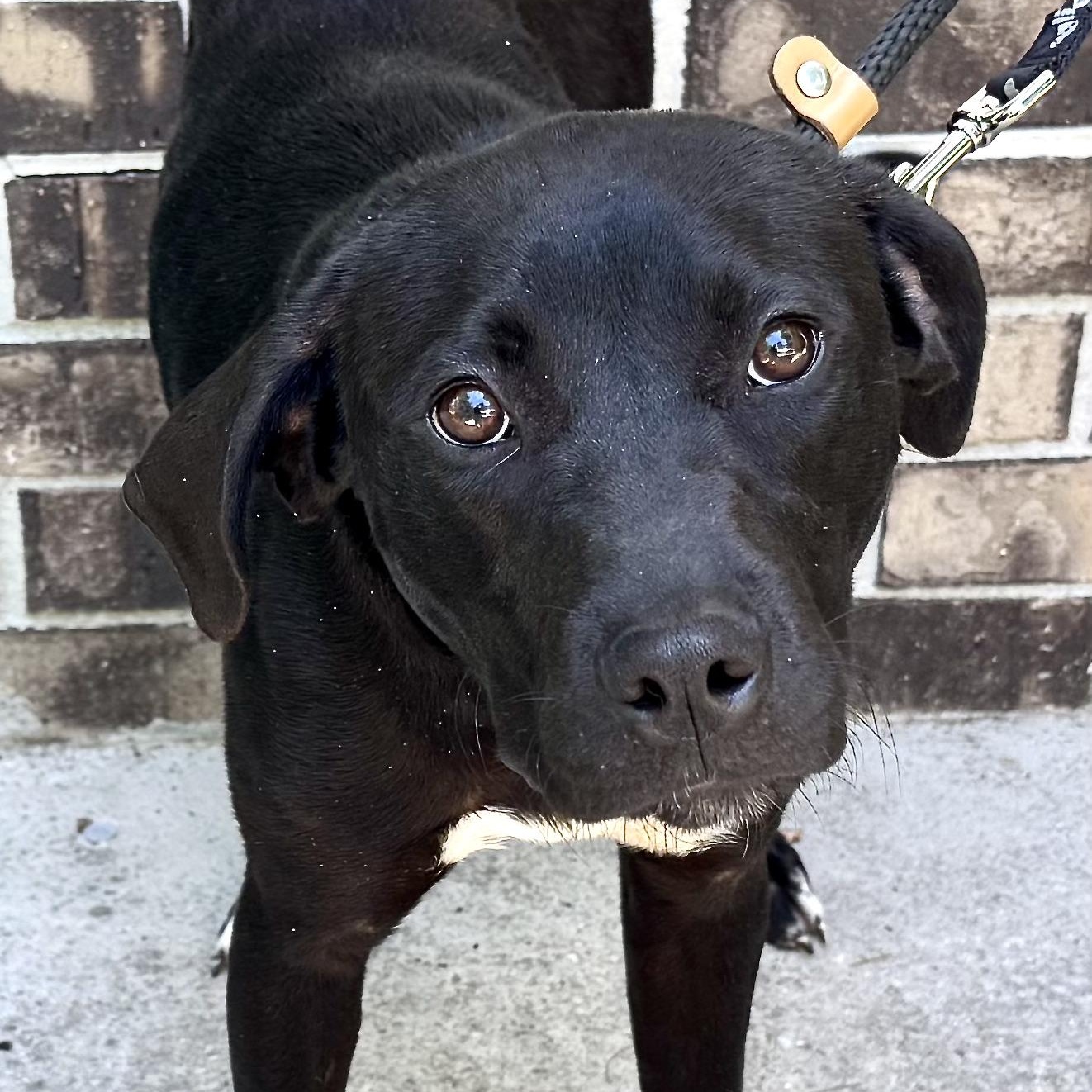 Rosie -s, a ADOPTABLE mixed breed in Sequatchie, TN image 2/6