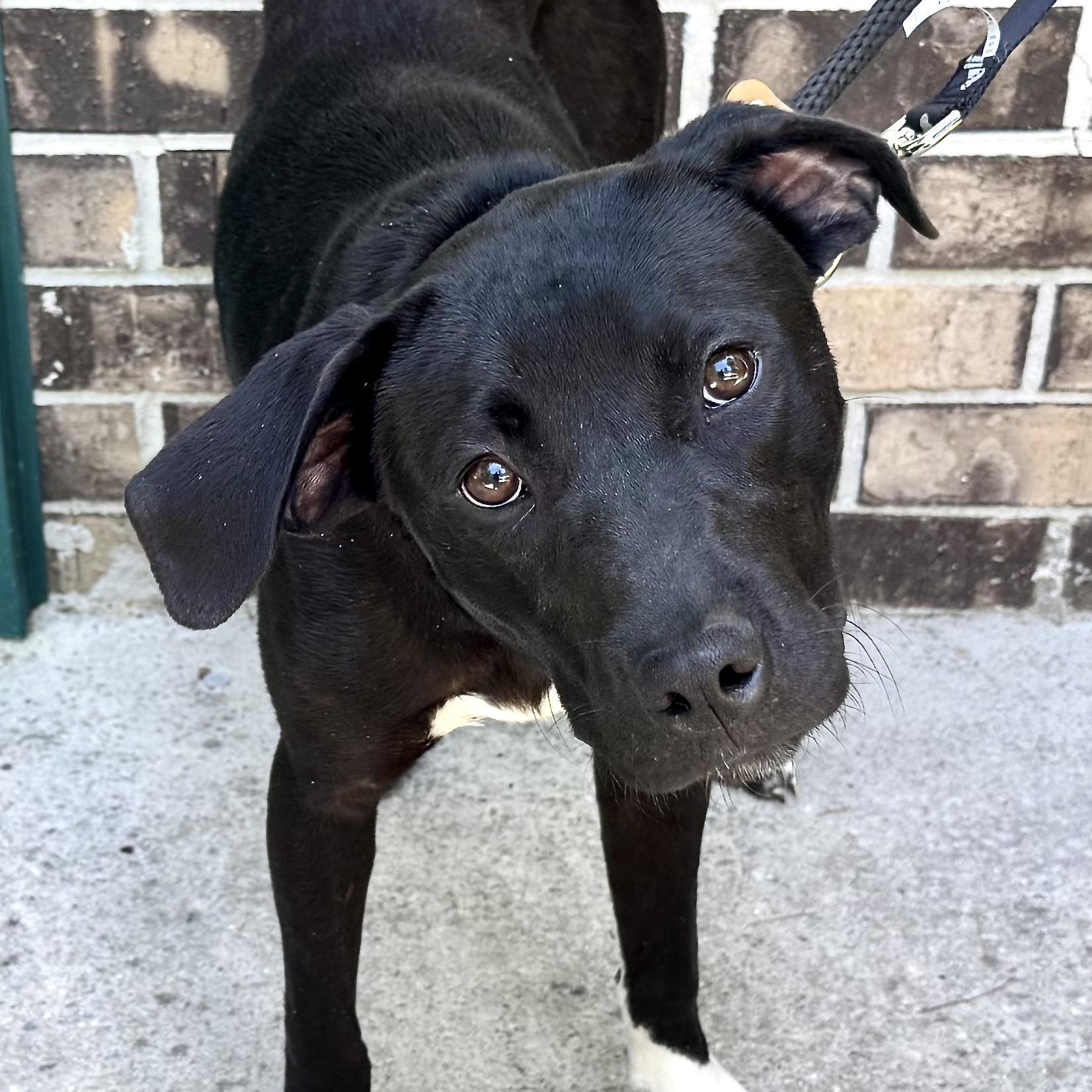Rosie -s, a ADOPTABLE mixed breed in Sequatchie, TN image 5/6