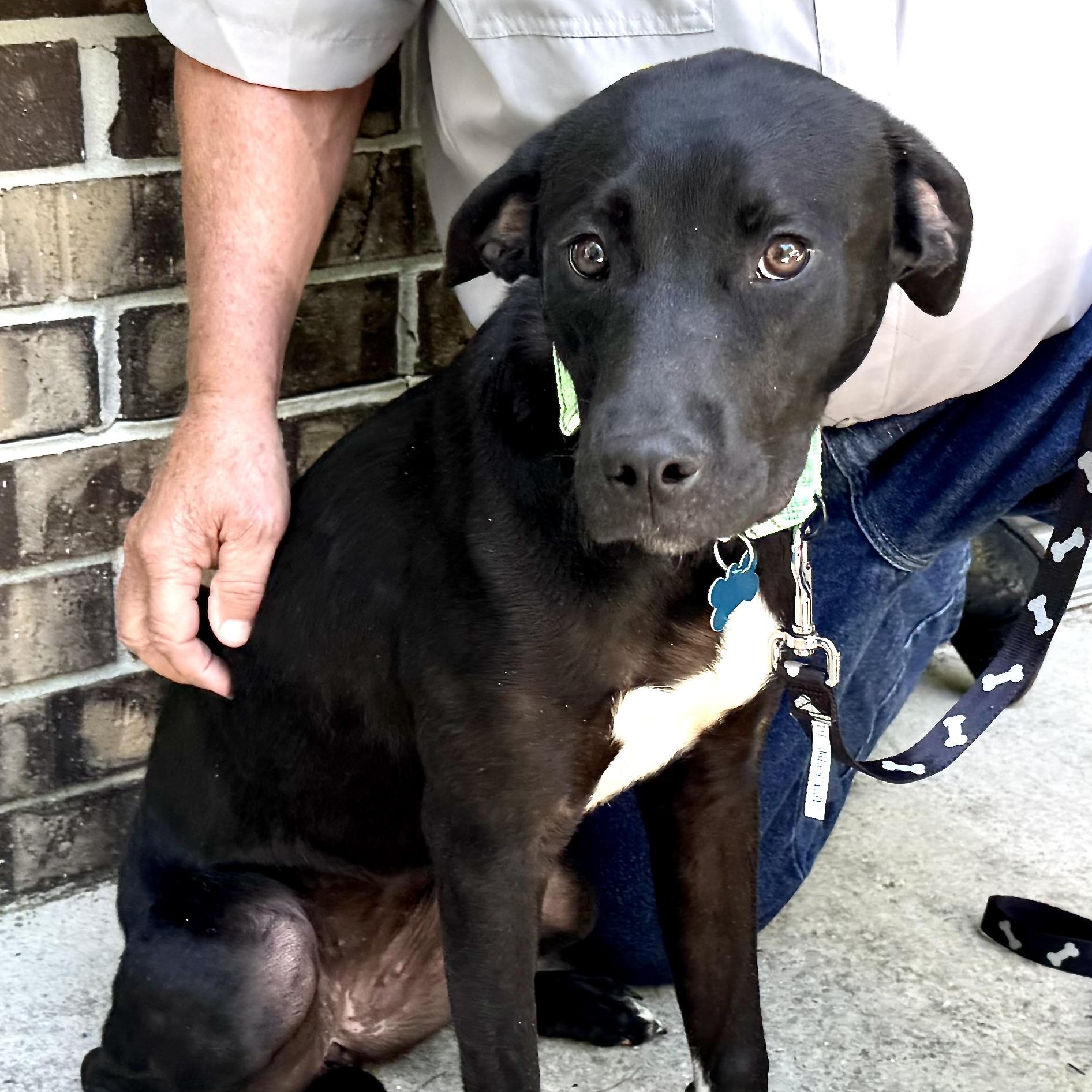 Rosie -s, a ADOPTABLE mixed breed in Sequatchie, TN image 4/6