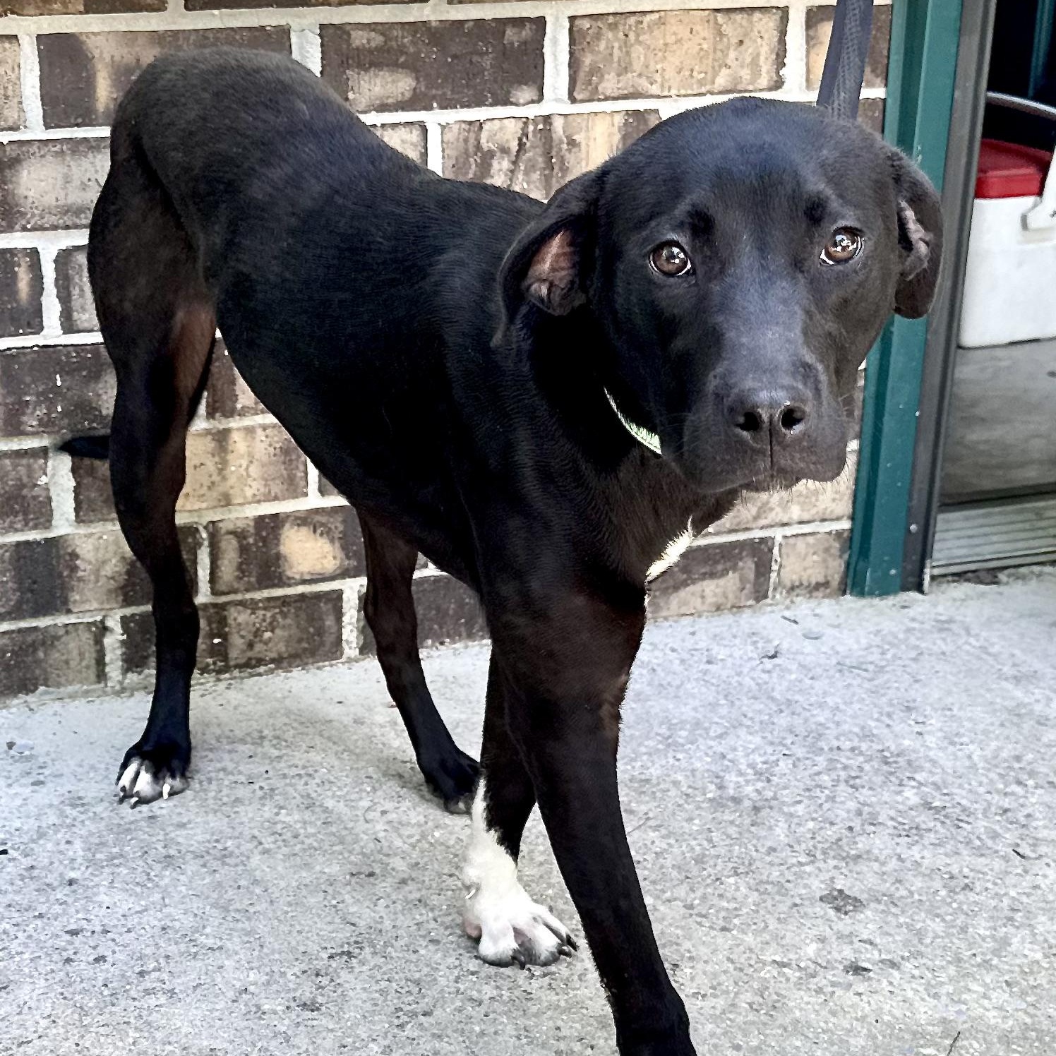Rosie -s, ADOPTABLE, Puppy Female Black Labrador Retriever & Mountain Cur.