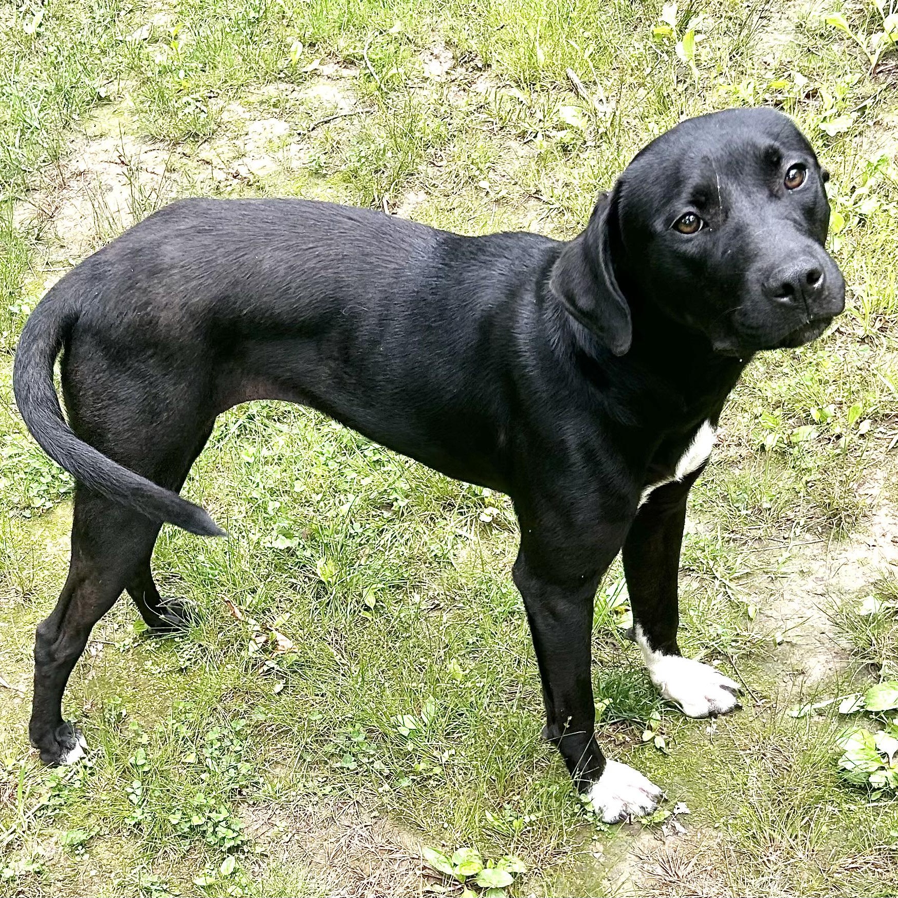 Rosie -s, a ADOPTABLE mixed breed in Sequatchie, TN image 6/6
