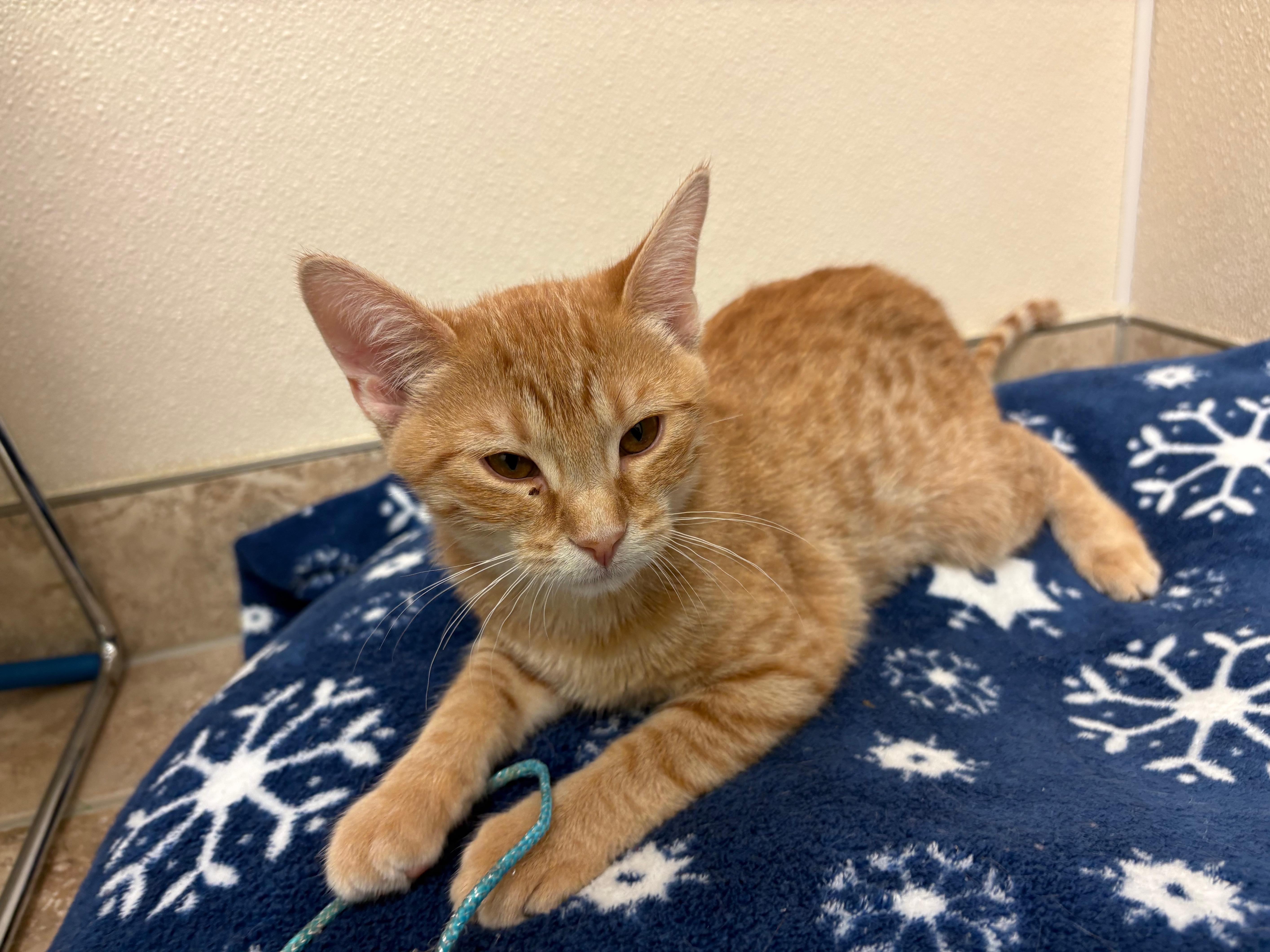 Enlarge Pumpkin, a Adoptable Domestic Short Hair in Hays, KS image 1/6