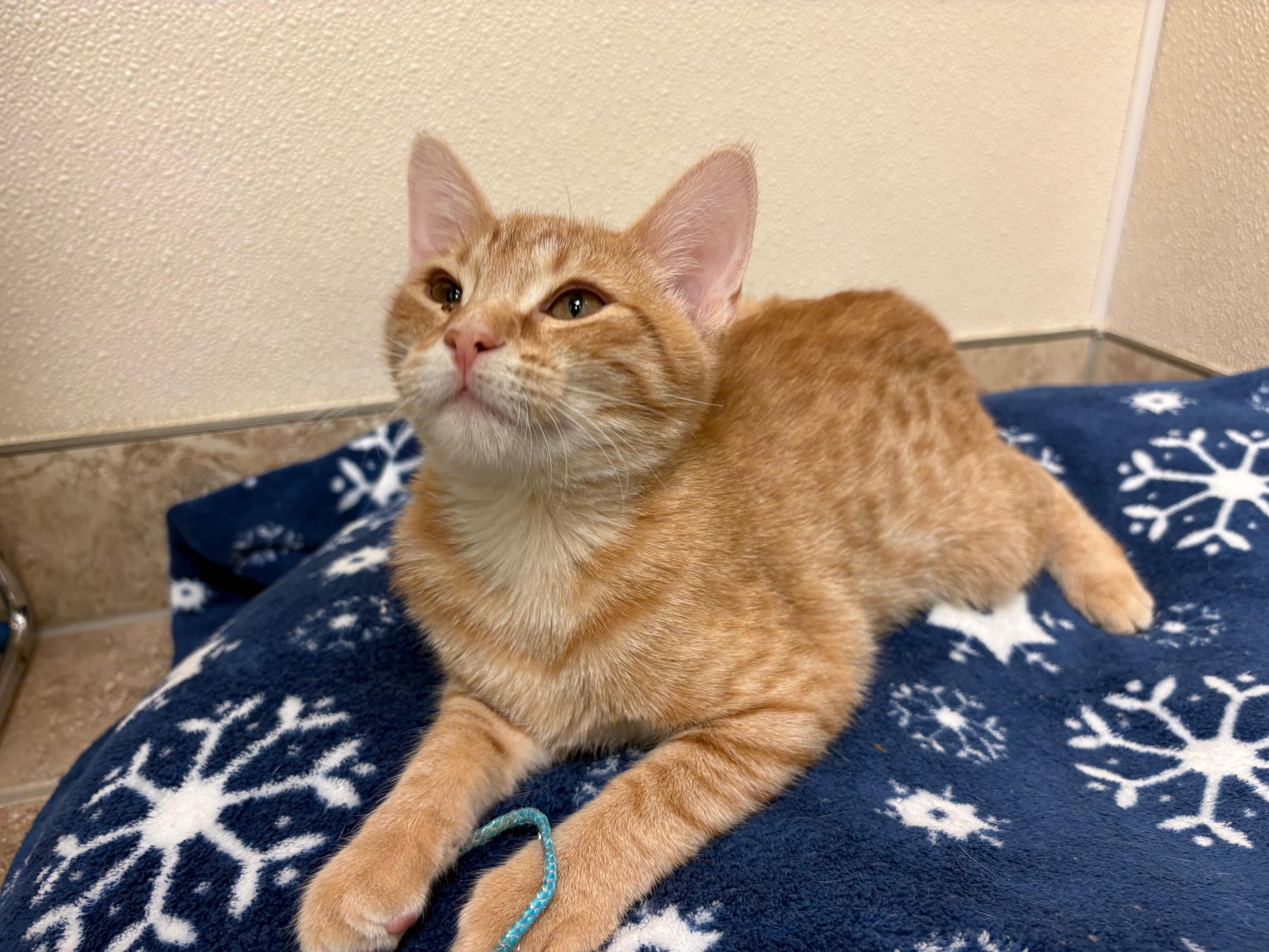 Enlarge Pumpkin, a Adoptable Domestic Short Hair in Hays, KS image 2/6