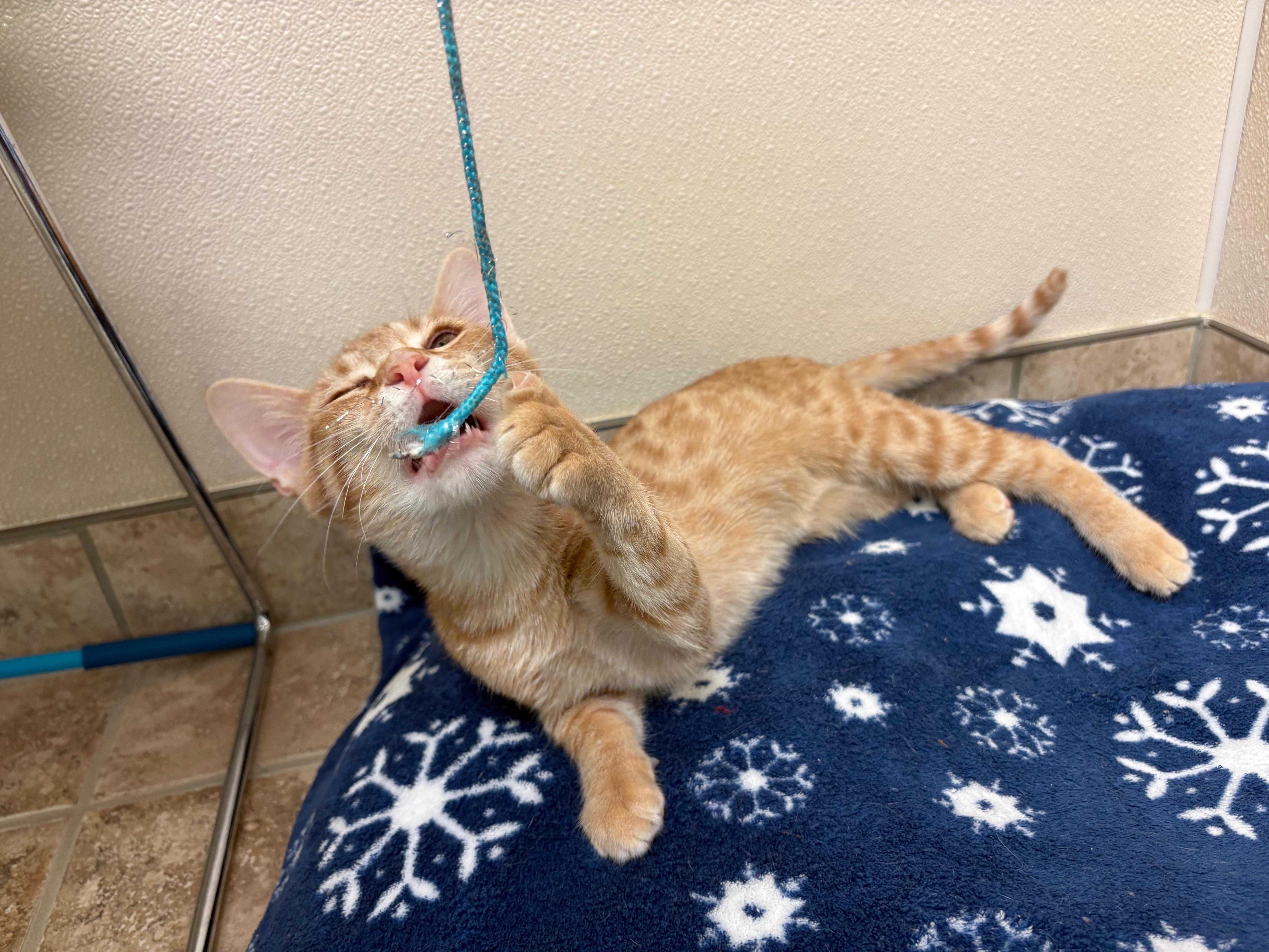 Enlarge Pumpkin, a Adoptable Domestic Short Hair in Hays, KS image 3/6