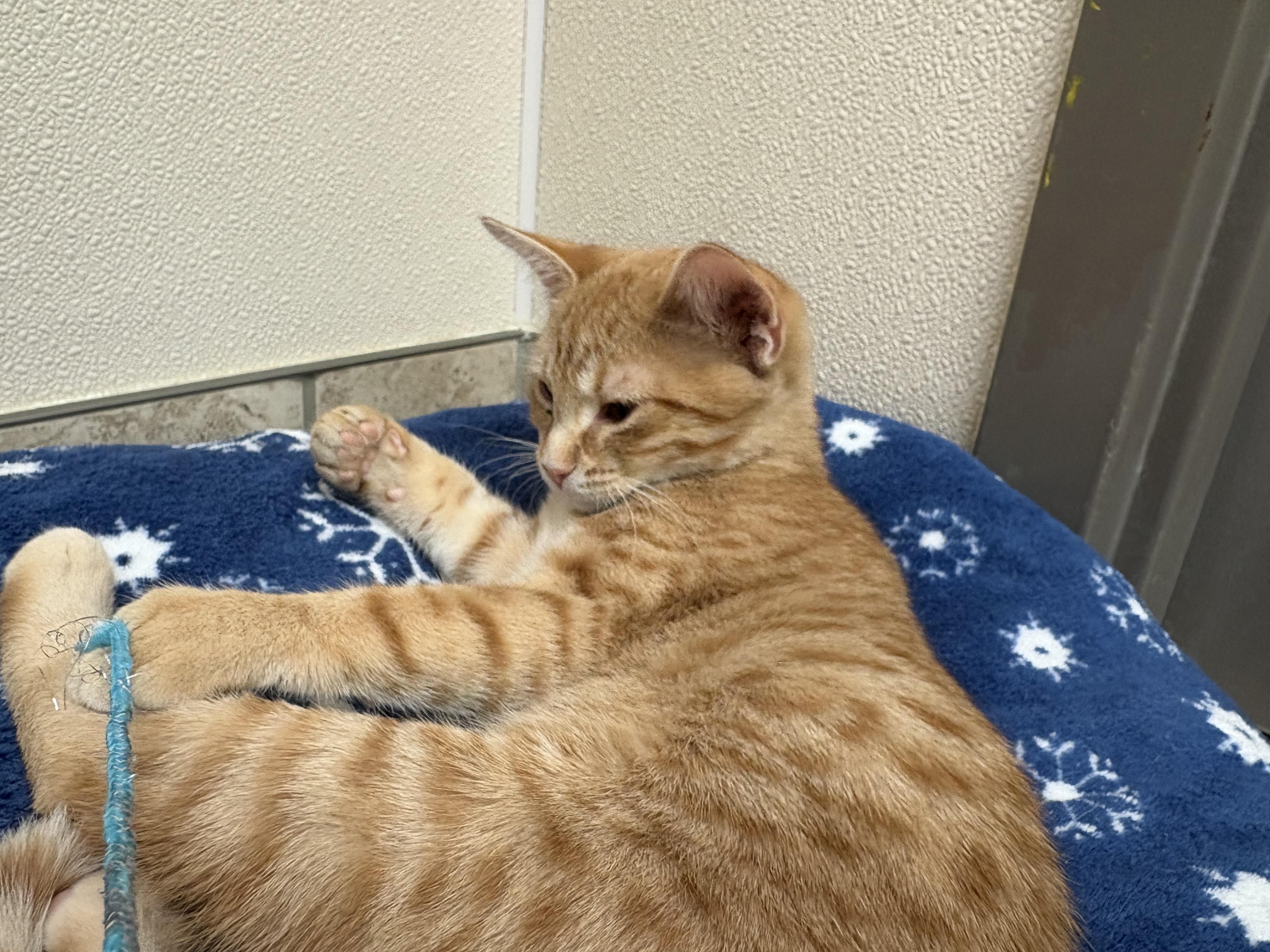 Enlarge Pumpkin, a Adoptable Domestic Short Hair in Hays, KS image 4/6