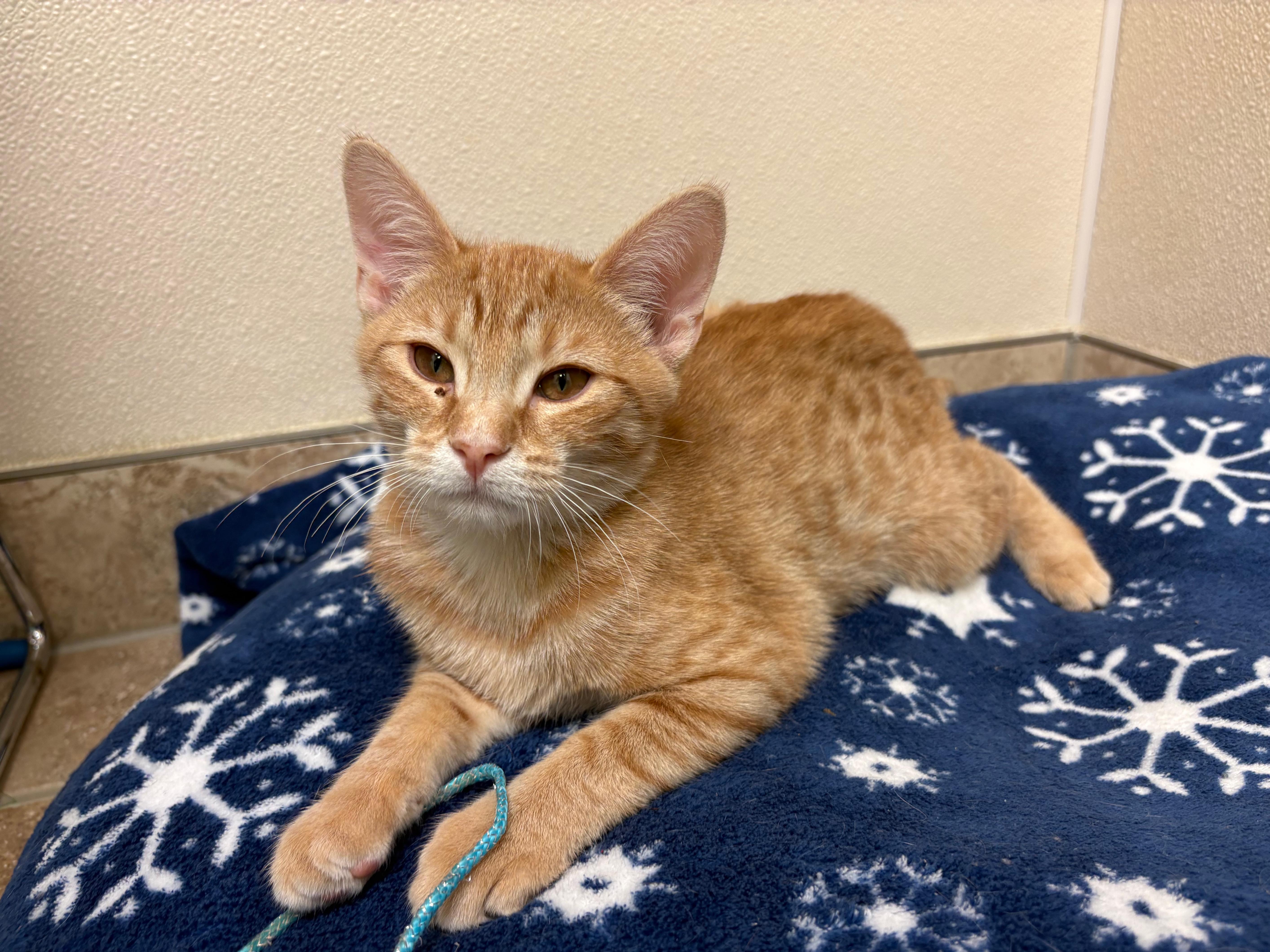 Enlarge Pumpkin, a Adoptable Domestic Short Hair in Hays, KS image 5/6