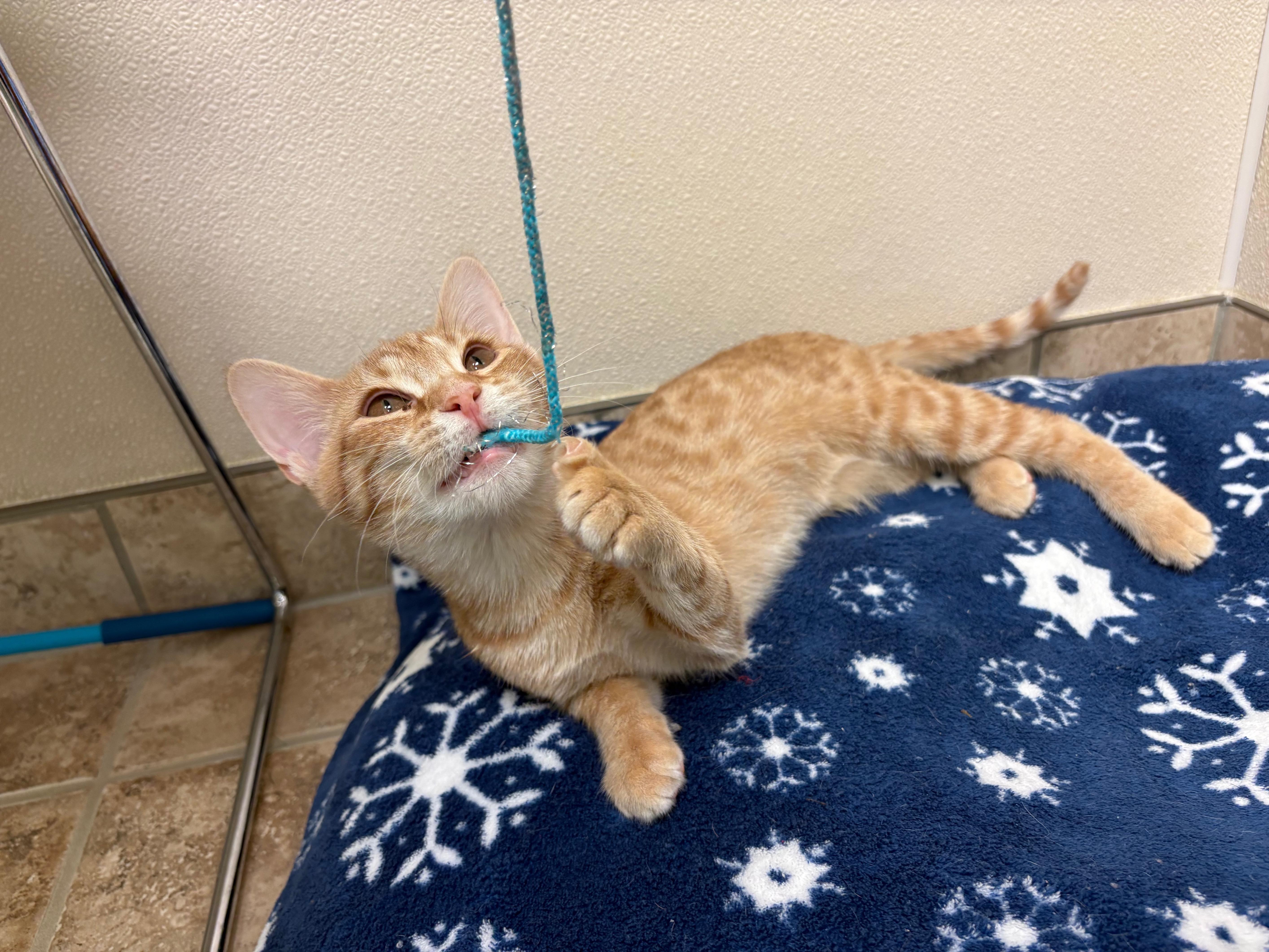 Enlarge Pumpkin, a Adoptable Domestic Short Hair in Hays, KS image 6/6