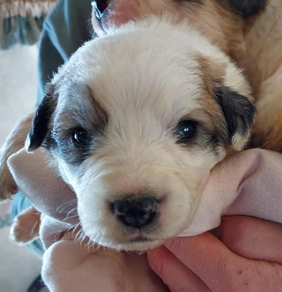 Bootsie, a Adoptable Great Pyrenees in GUERNSEY, WY image 1/2
