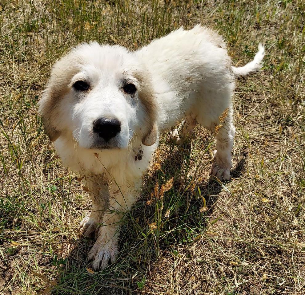 Bootsie, a Adoptable Great Pyrenees in GUERNSEY, WY image 2/2