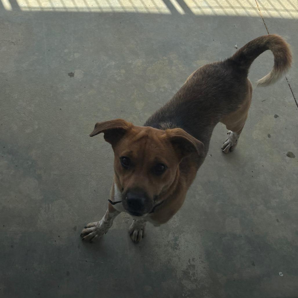 Maya, Adoptable, Young Female Hound.