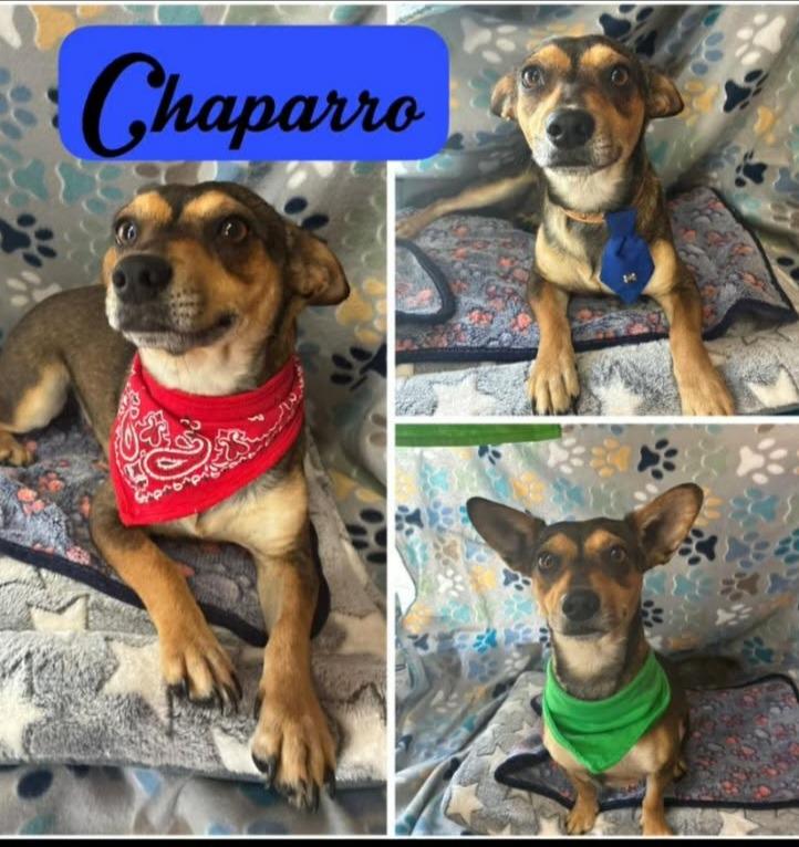 Enlarge Chaparro, a Adoptable mixed breed in Fort Stockton, TX image 1/1