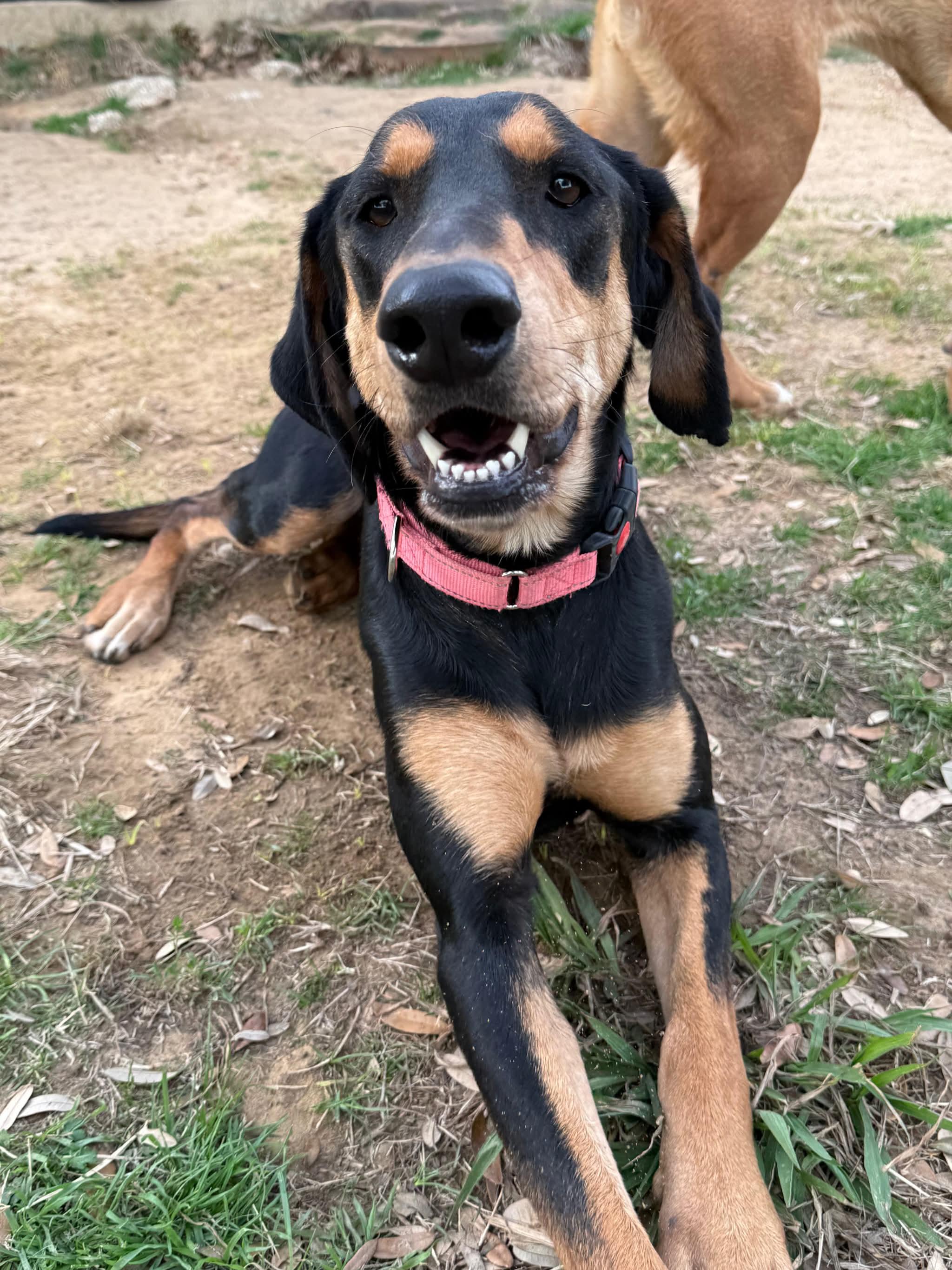 Enlarge Lucy , a Adoptable mixed breed in White Marsh, MD image 4/6