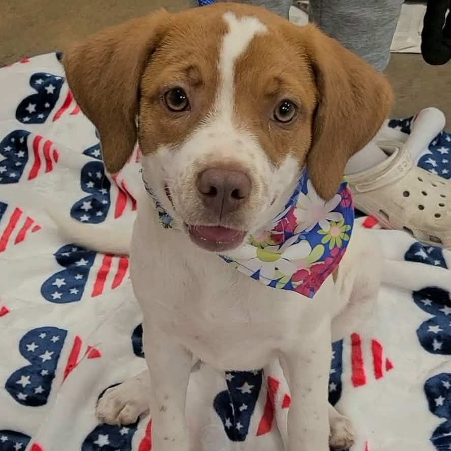 Arabella, a ADOPTABLE mixed breed in Woolwich, ME image 4/6