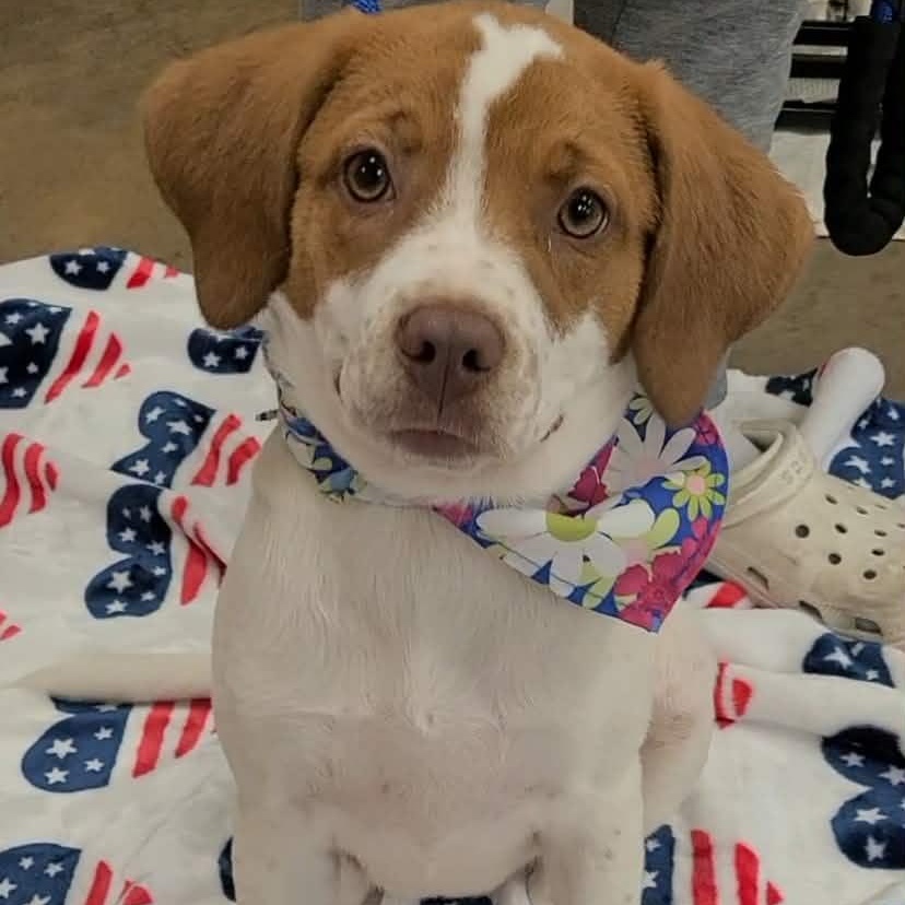 Arabella, a ADOPTABLE mixed breed in Woolwich, ME image 6/6
