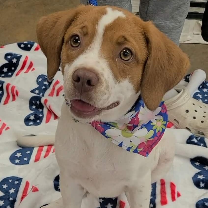 Arabella, ADOPTABLE, Young Female Beagle.