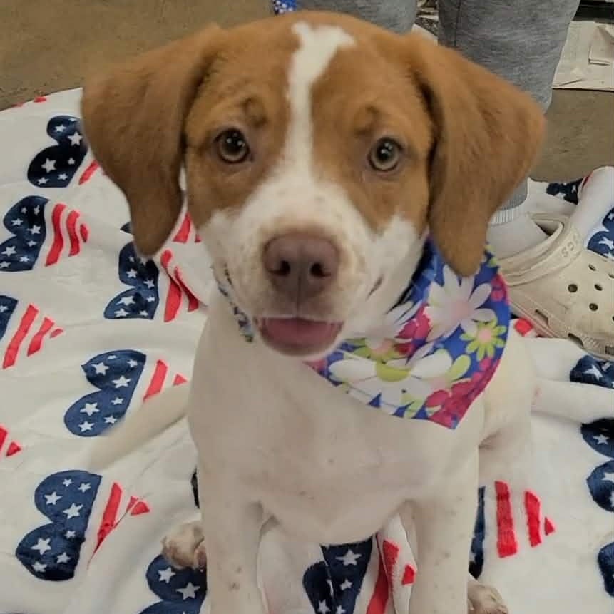 Arabella, a ADOPTABLE mixed breed in Woolwich, ME image 2/6