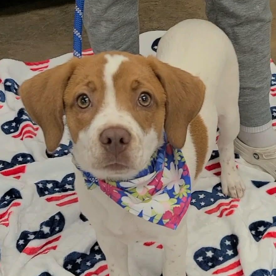 Arabella, a ADOPTABLE mixed breed in Woolwich, ME image 5/6