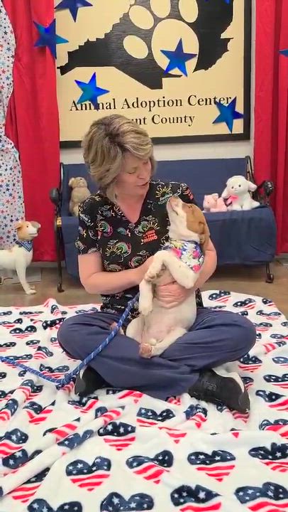 Enlarge Arabella, a ADOPTABLE mixed breed in Woolwich, ME video 3/6