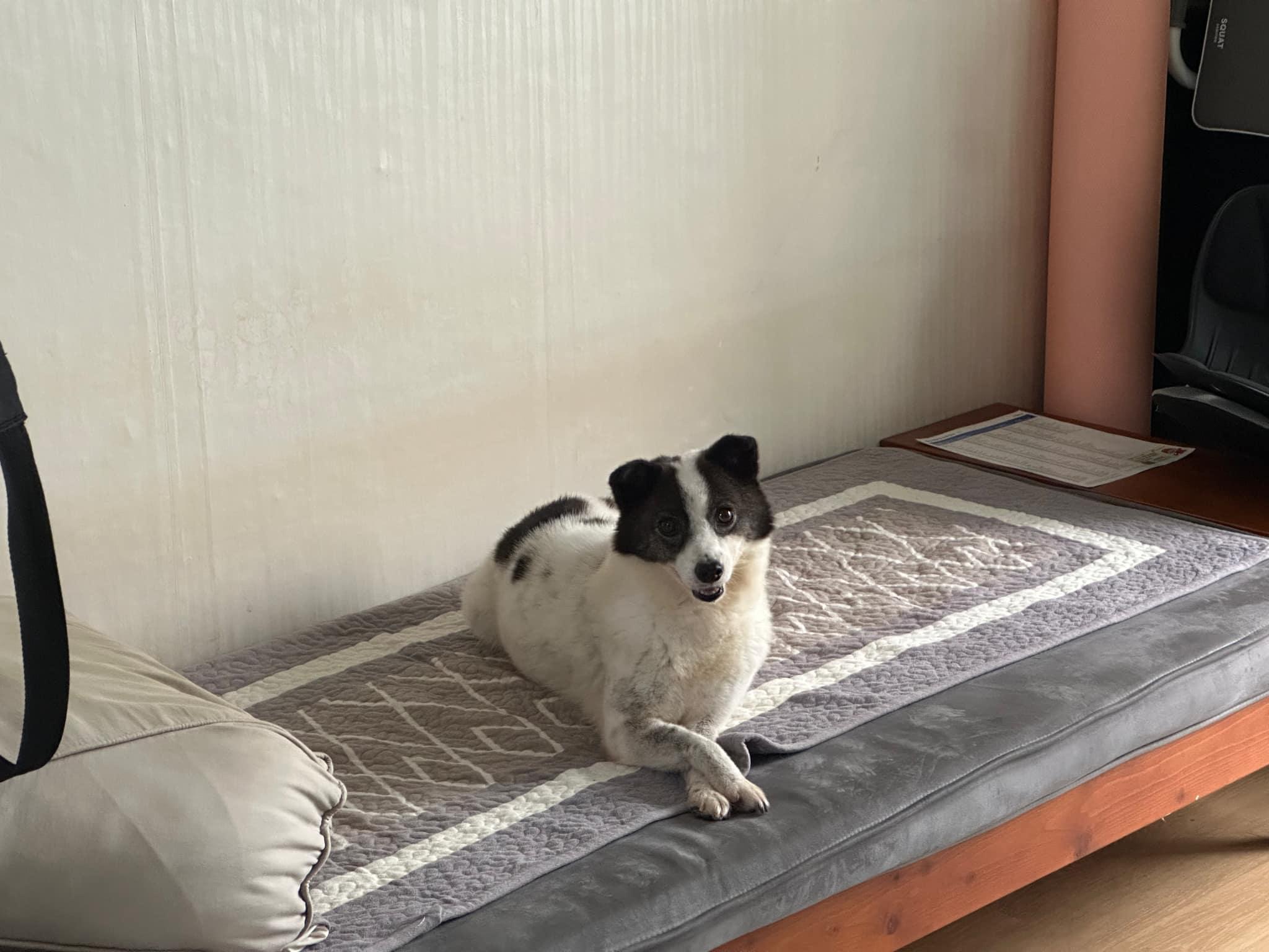 MORNING, an adoptable Pomeranian, Spitz in Agoura Hills, CA, 91301 | Photo Image 3