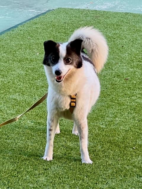 MORNING, an adoptable Pomeranian, Spitz in Agoura Hills, CA, 91301 | Photo Image 4