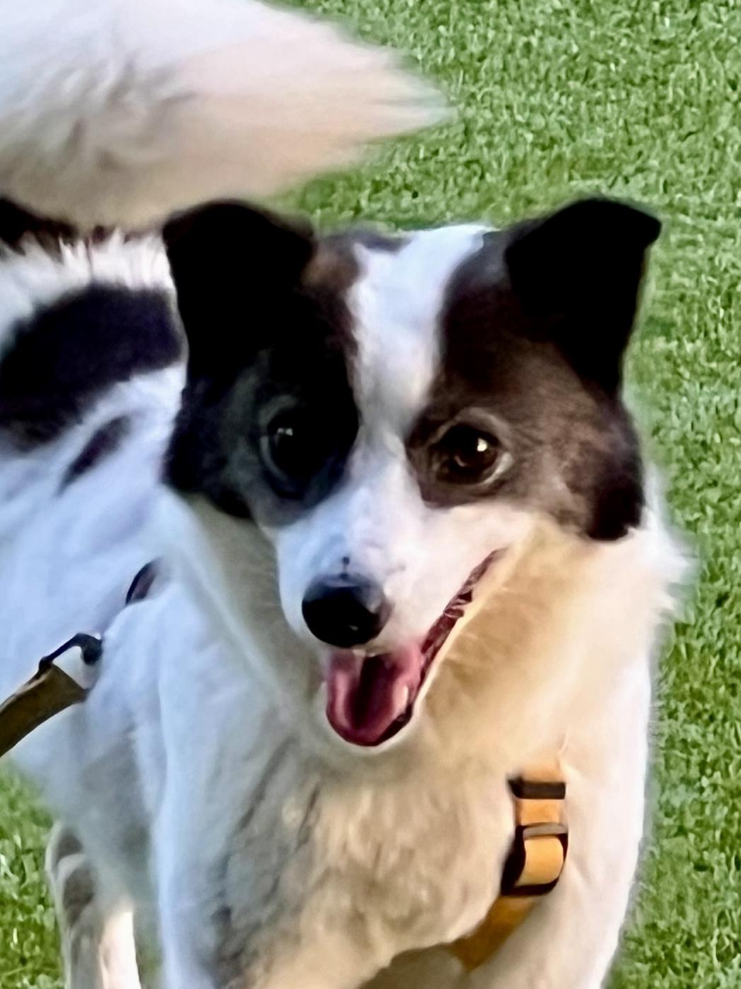 MORNING, an adoptable Pomeranian, Spitz in Agoura Hills, CA, 91301 | Photo Image 1