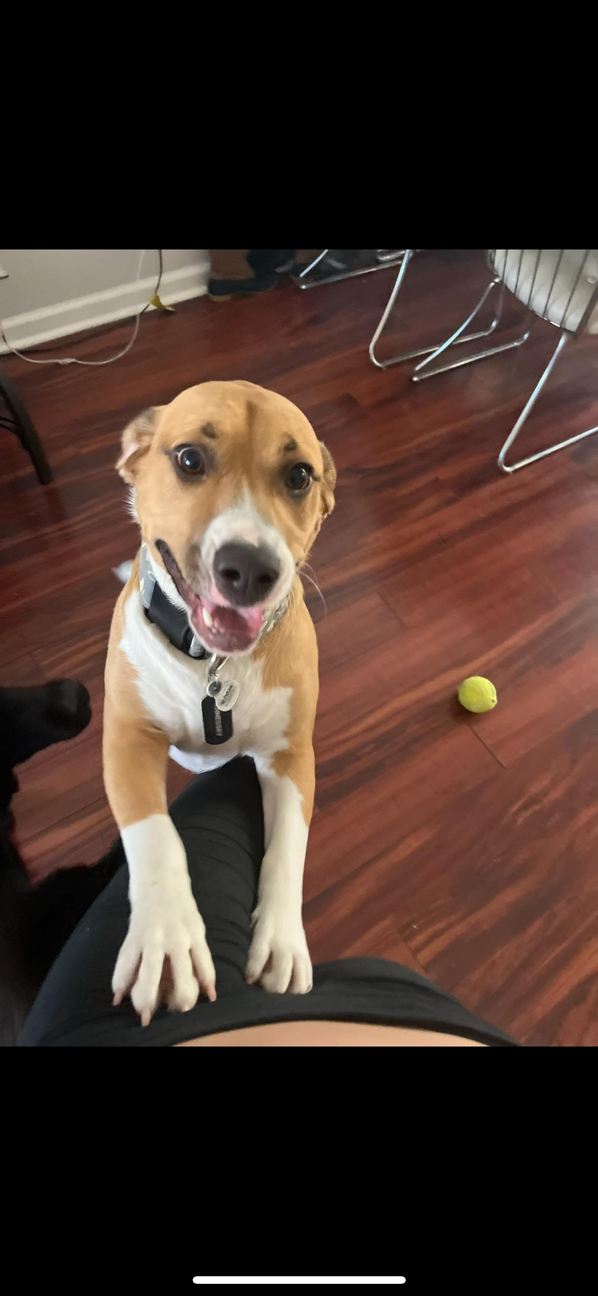 Enlarge Hennessy , a ADOPTABLE Mixed Breed in Parsippany, NJ image 2/2