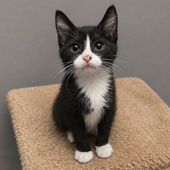 Enlarge Zander, a Adoptable Tuxedo in Andover, MN image 1/3