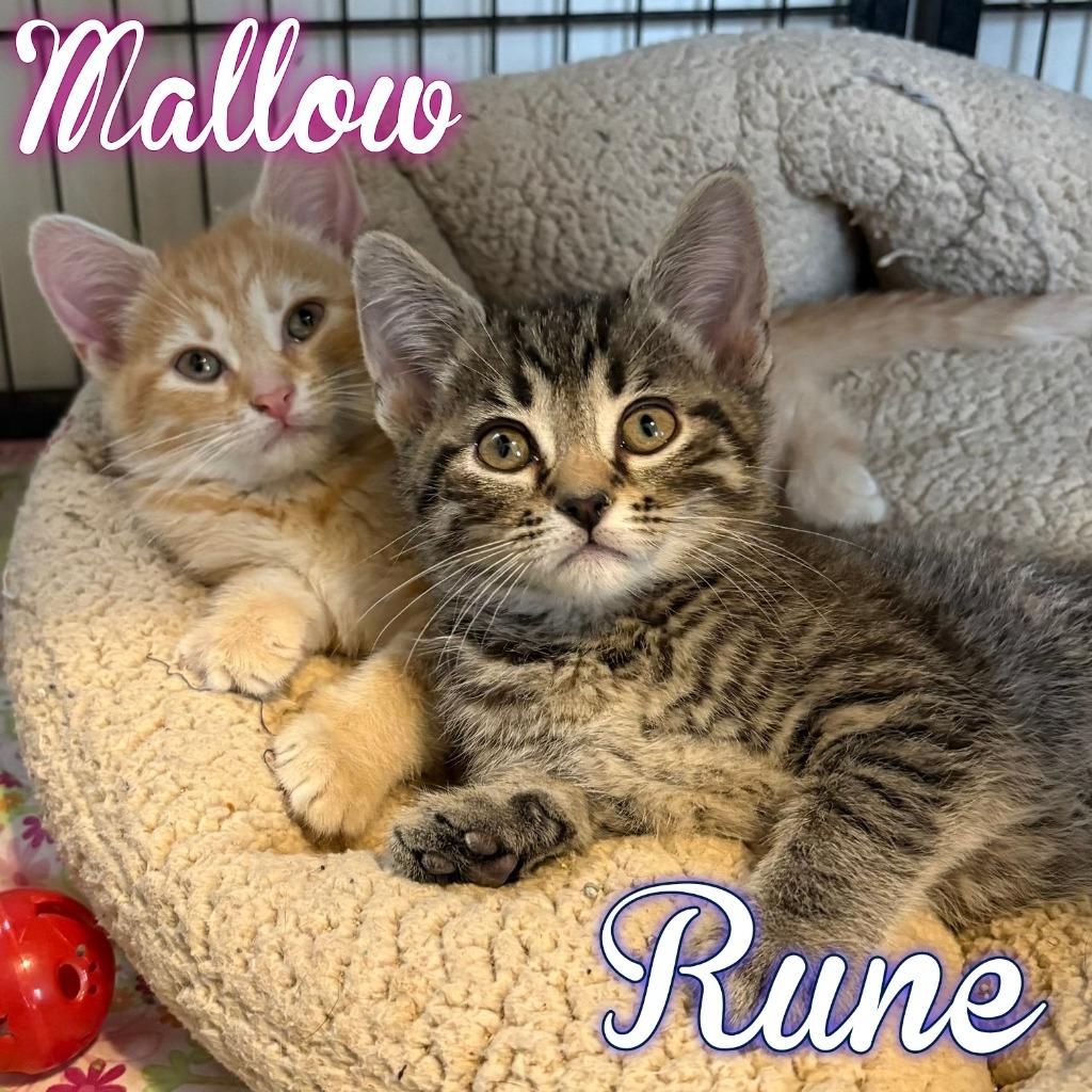 Rune, Adoptable, Kitten Male Domestic Short Hair.