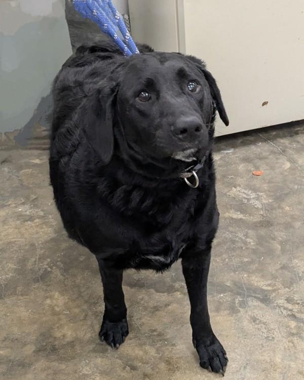 Enlarge Bucky, a Adoptable mixed breed in Osage Beach, MO image 1/3