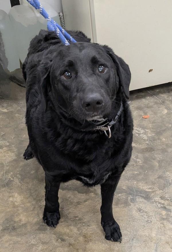 Enlarge Bucky, a Adoptable mixed breed in Osage Beach, MO image 2/3
