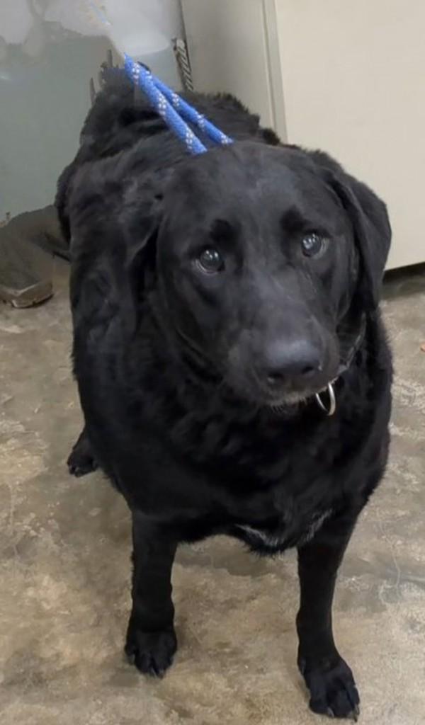 Enlarge Bucky, a Adoptable mixed breed in Osage Beach, MO image 3/3