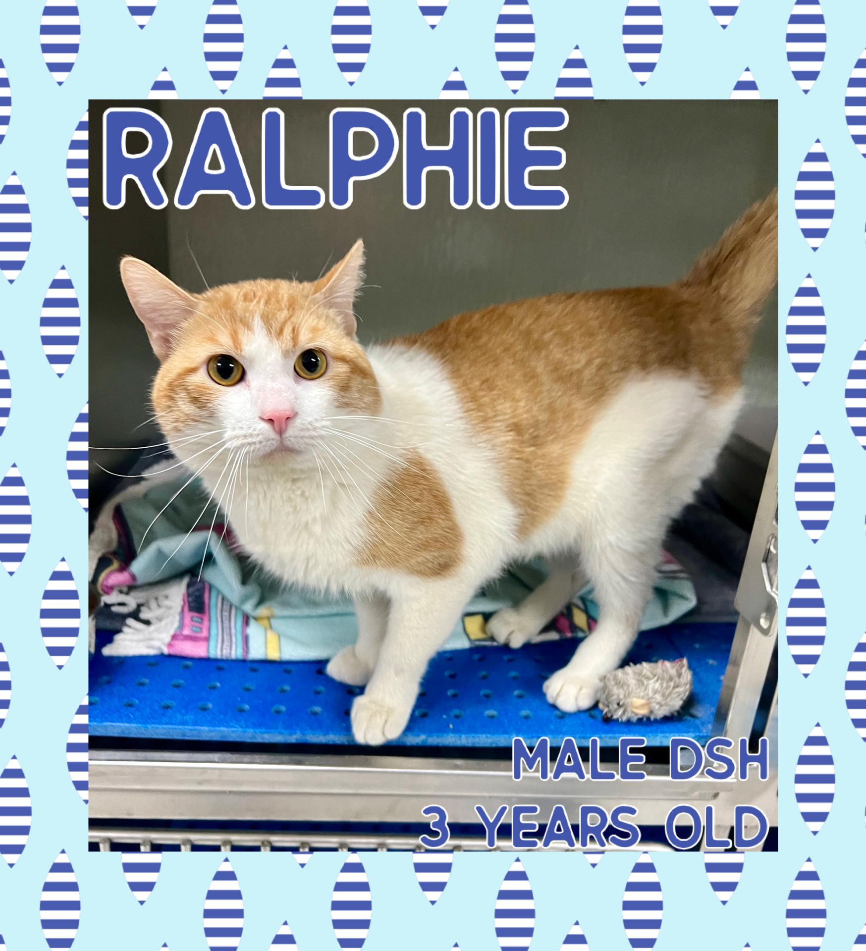 Enlarge Ralphie, a ADOPTABLE mixed breed in Danville, IN image 1/1