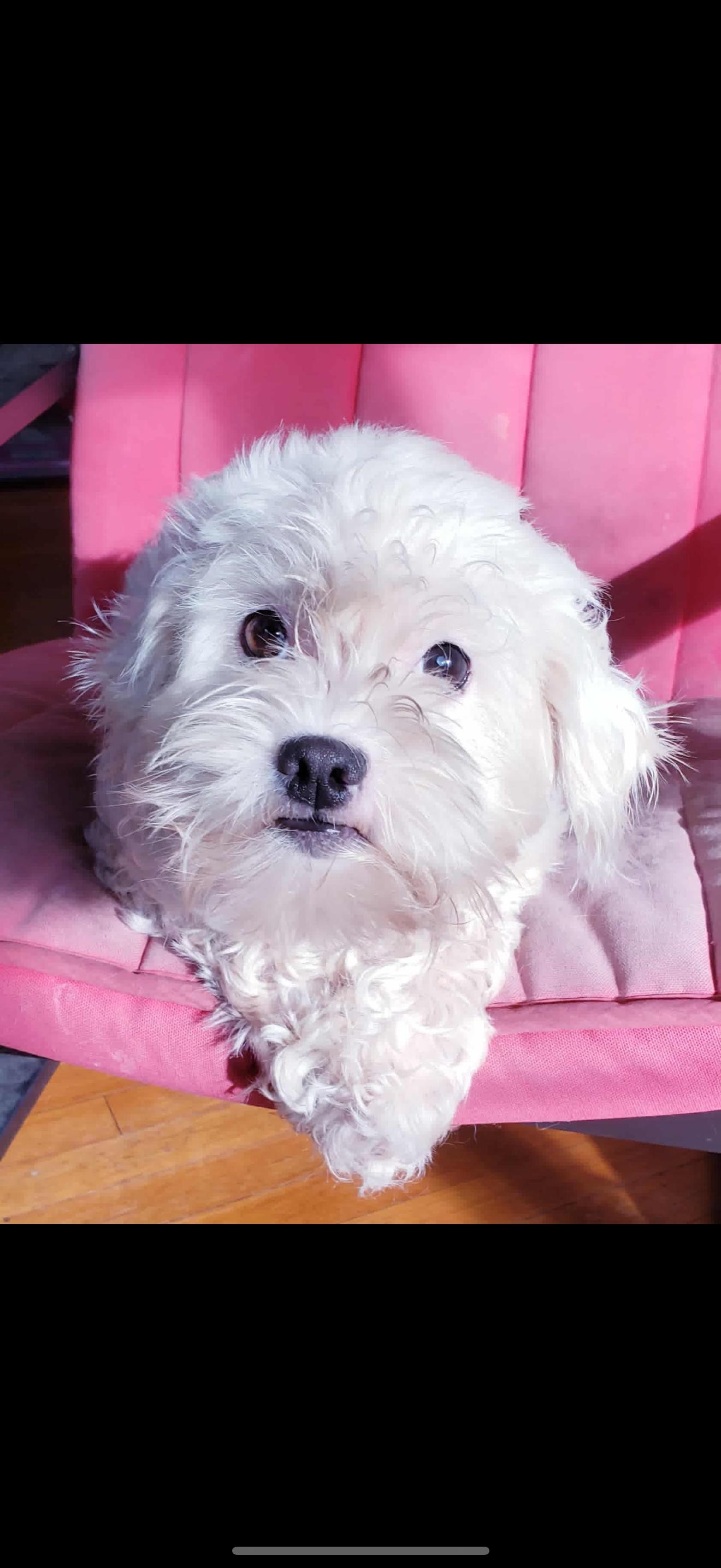 Sierra - The Sweetest Girl, an adoptable Maltipoo in North Hollywood , CA, 91605 | Photo Image 1