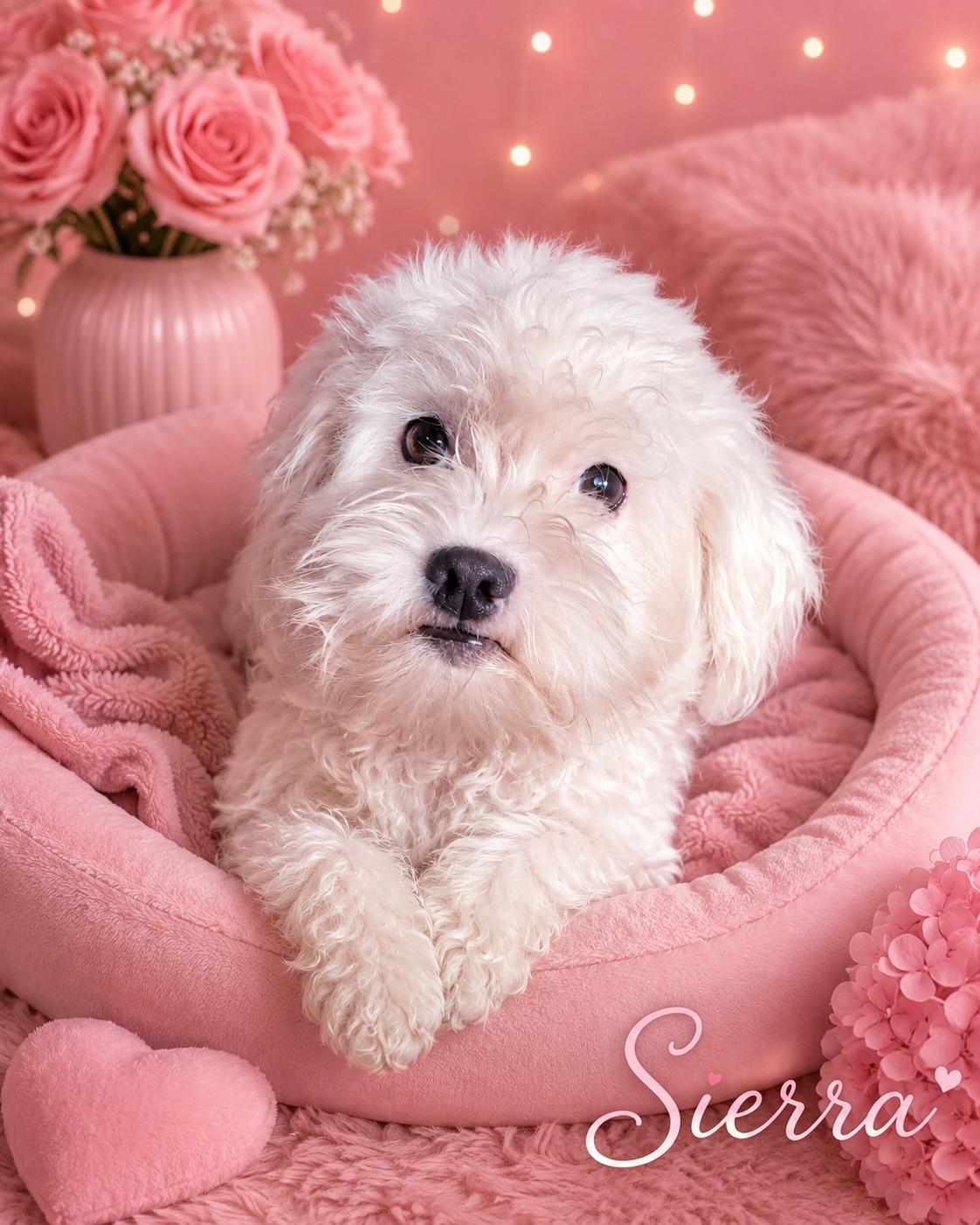 Sierra - The Sweetest Girl, adoptable, Adult Female Maltipoo.