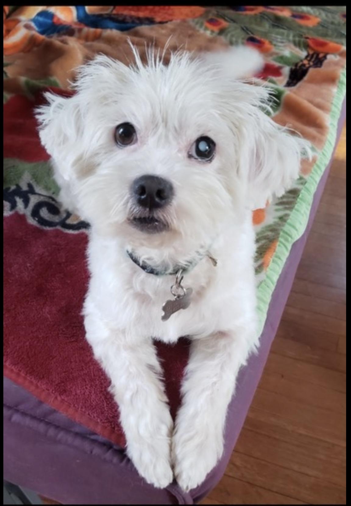 Enlarge Sierra - The Sweetest Girl, a Adoptable Maltipoo in North Hollywood , CA image 5/6