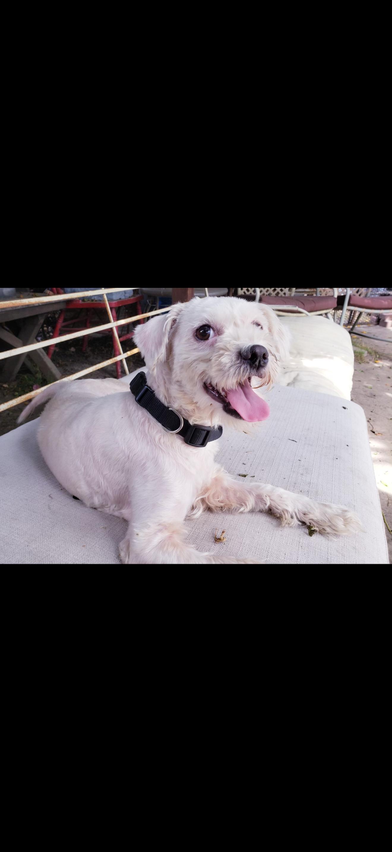 Sierra - The Sweetest Girl, a Adoptable Maltipoo in North Hollywood , CA image 2/5