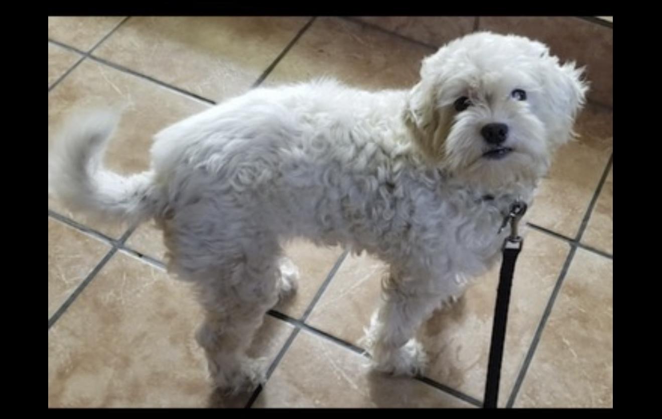 Sierra - The Sweetest Girl, a Adoptable Maltipoo in North Hollywood , CA image 5/5